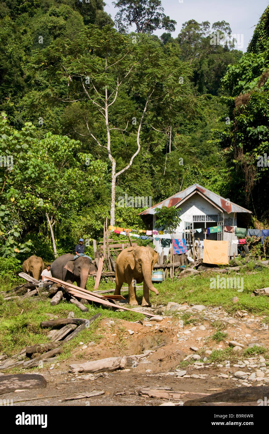 Elefante di Sumatra con il suo mahout a Tangkahan Foto Stock