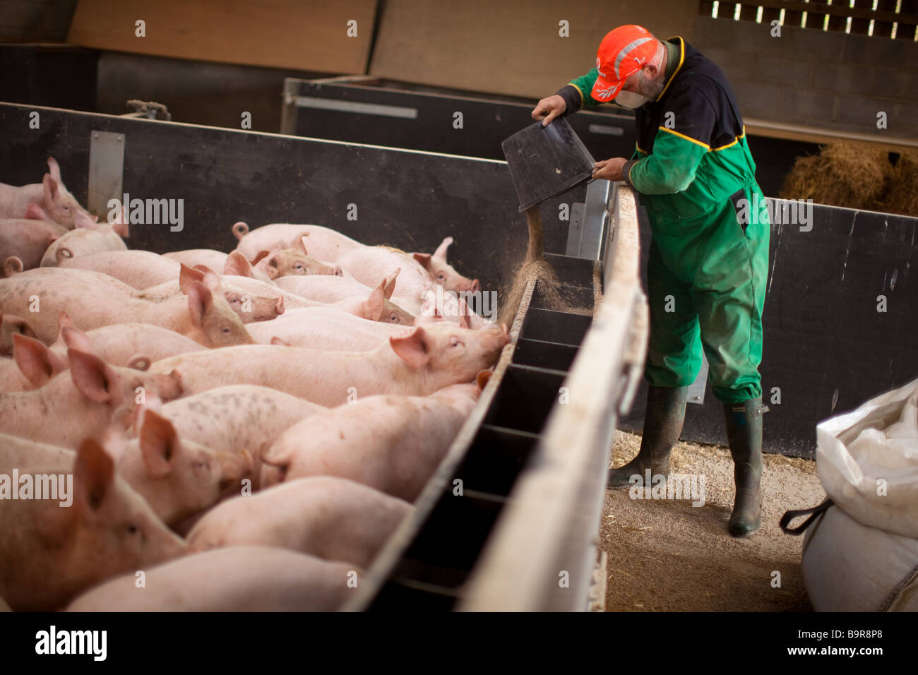 Un imprenditore agricolo alimentare alcuni suini Foto Stock