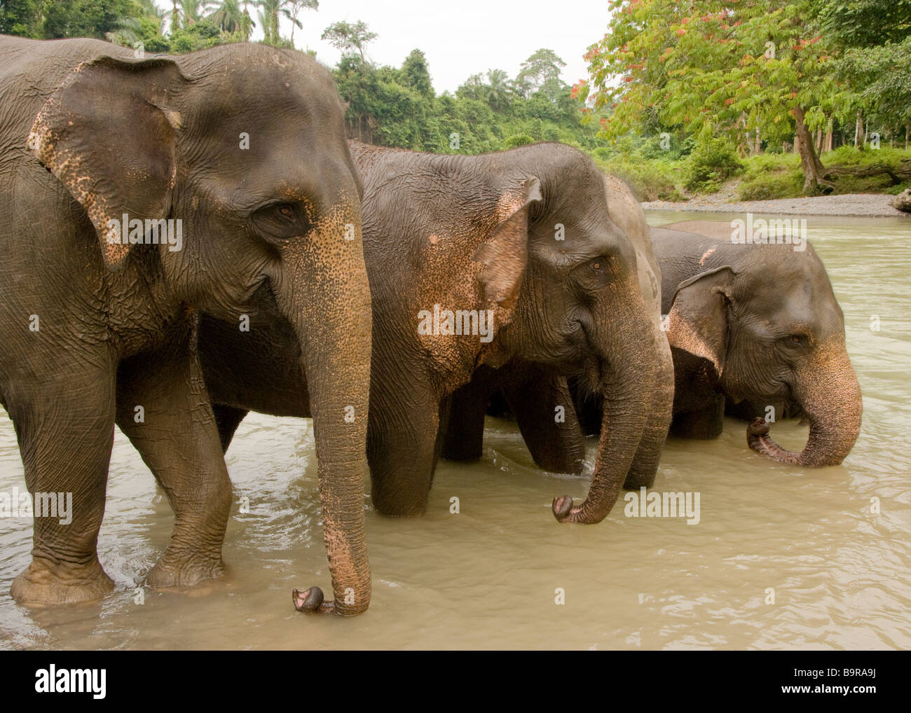 Elefanti di Sumatra lavaggio a Tangkahan Foto Stock