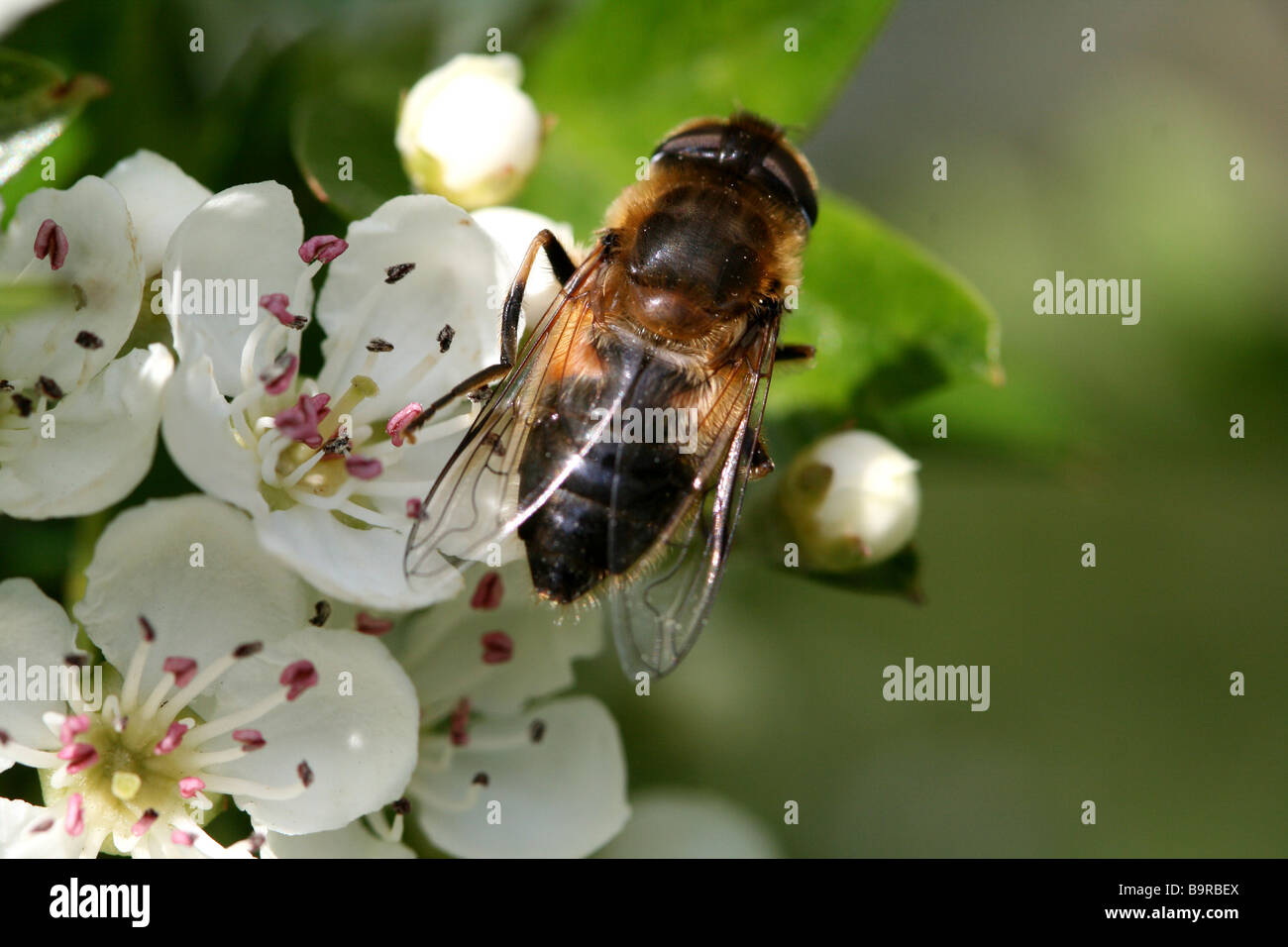 Un Hover Fly visiti i fiori di biancospino presto nel corso dell'anno Foto Stock