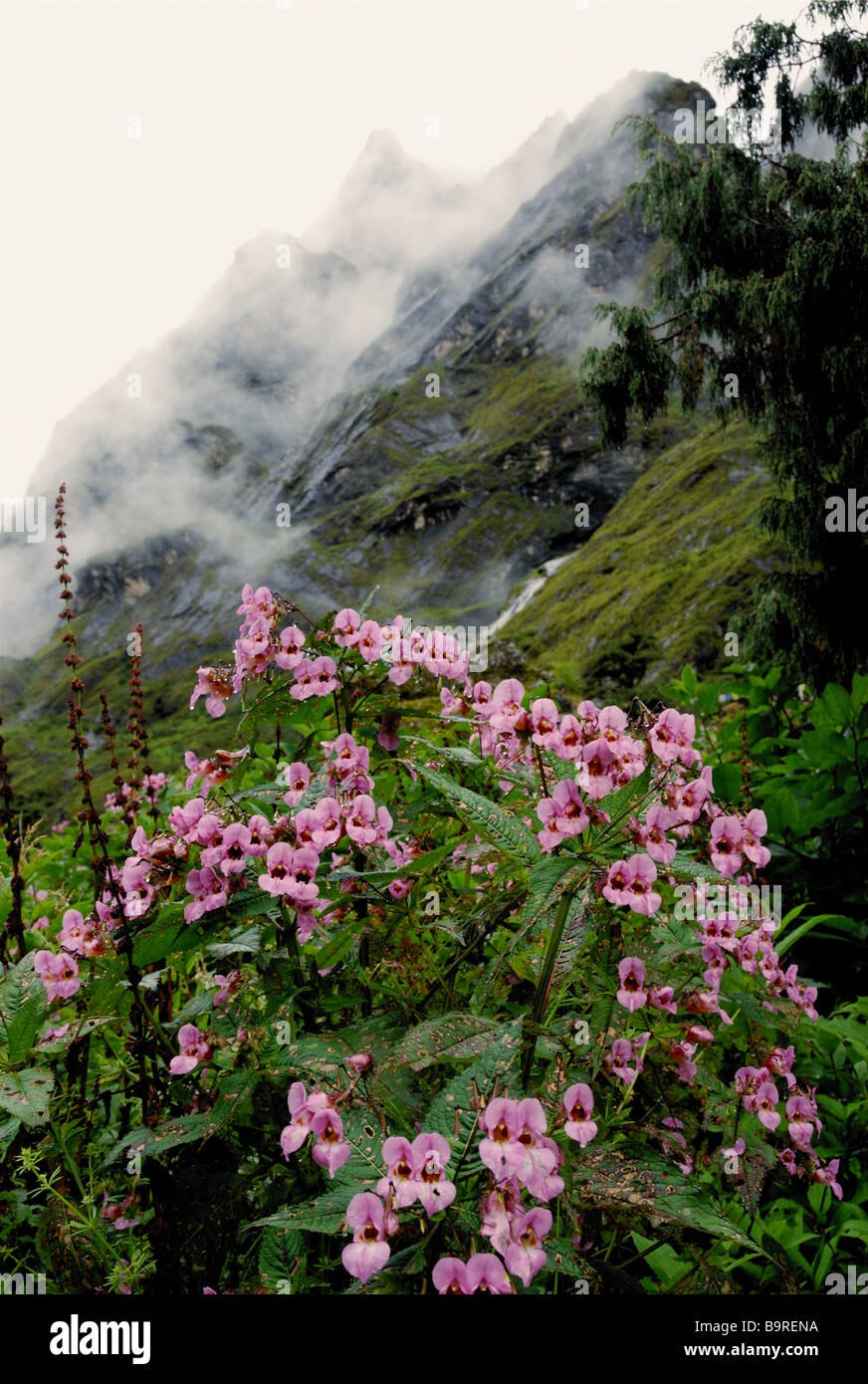 Impatiens glandulifera cresce profusamente durante il monsone, Rolwaling Valley a circa 4000 m di altitudine, il Nepal Foto Stock