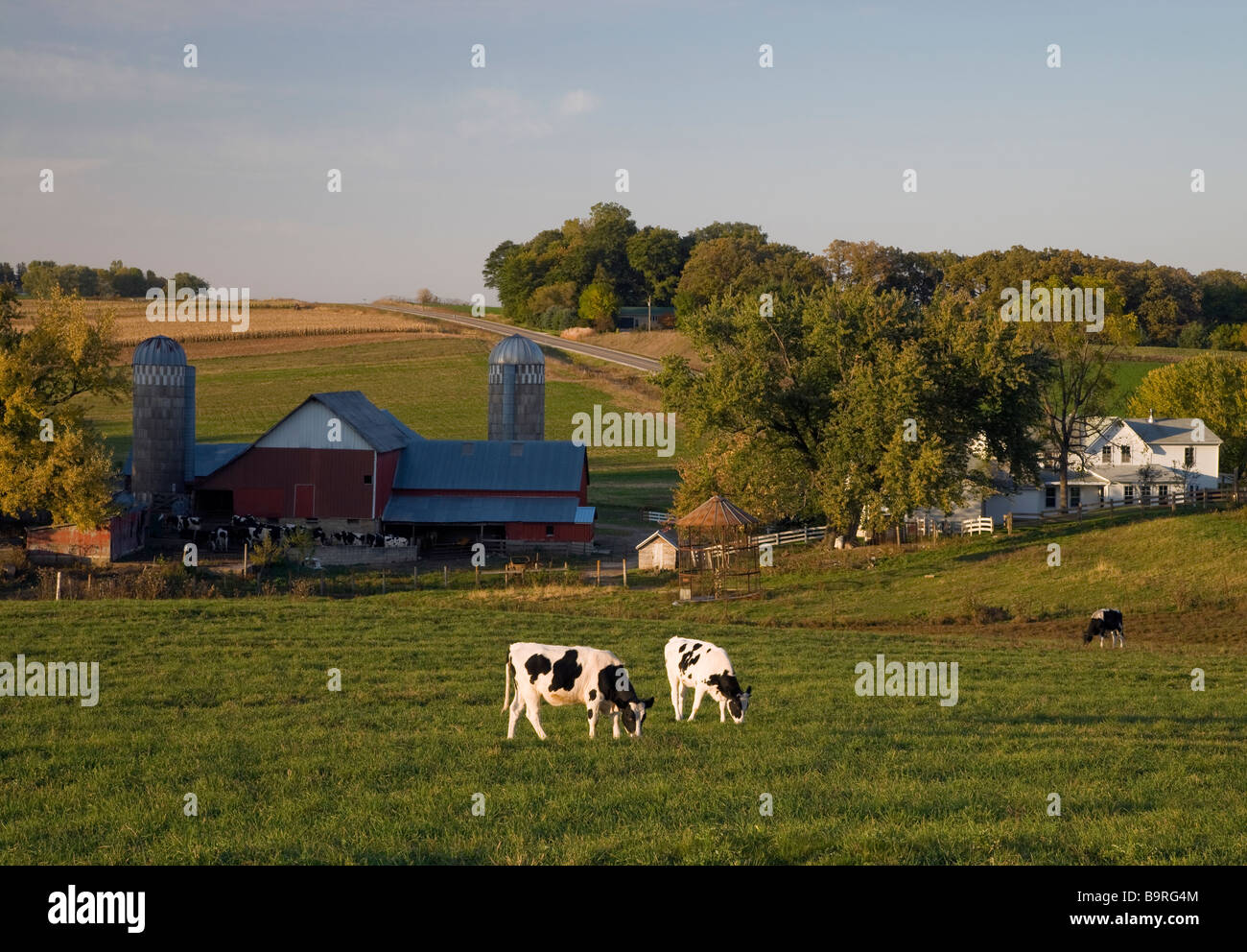 Vacche da latte e la fattoria Amish, Howard County, Iowa Foto Stock