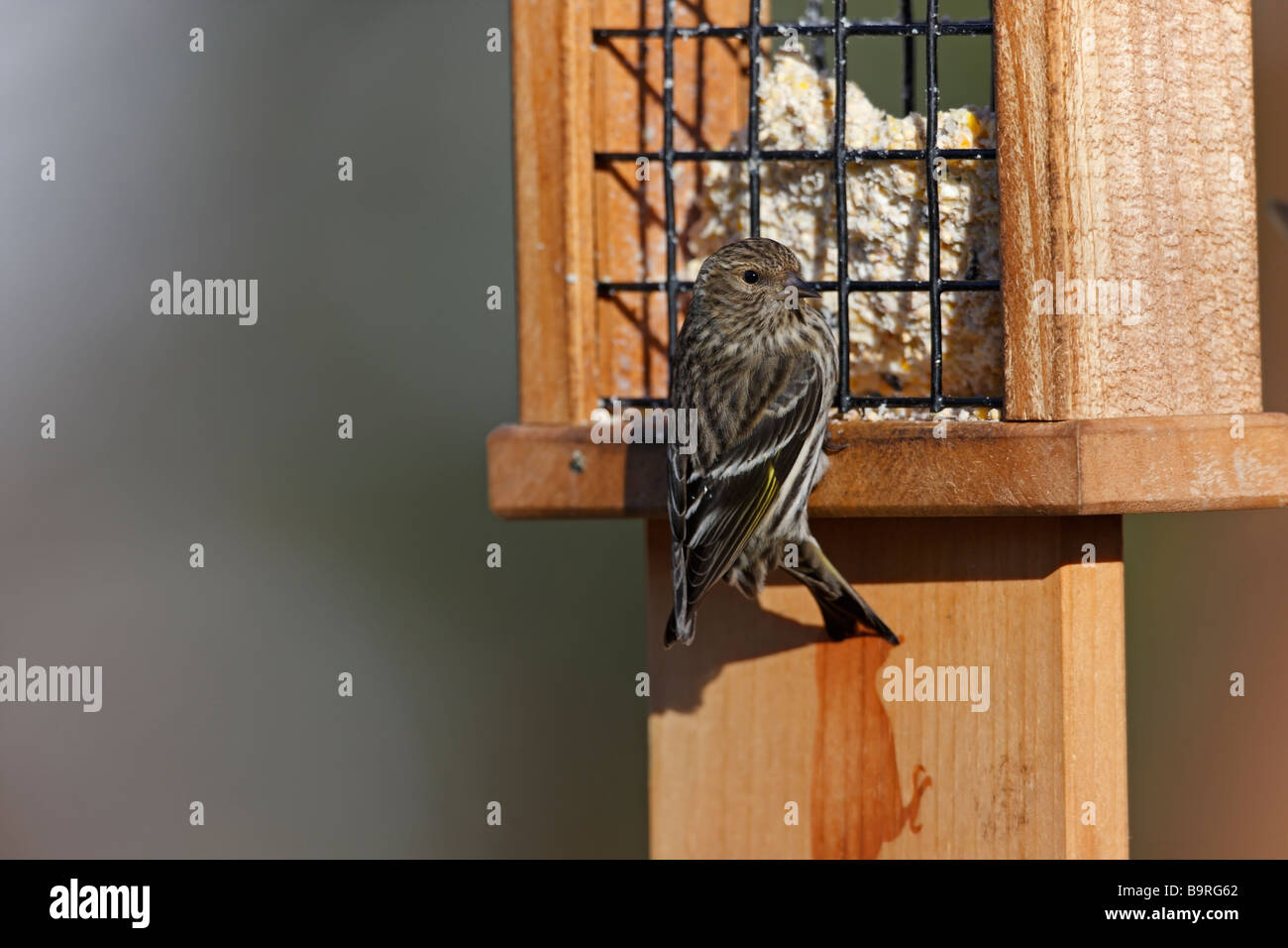 Pine Lucherino Carduelis pinus pinus femmina su un alimentatore suet Foto Stock