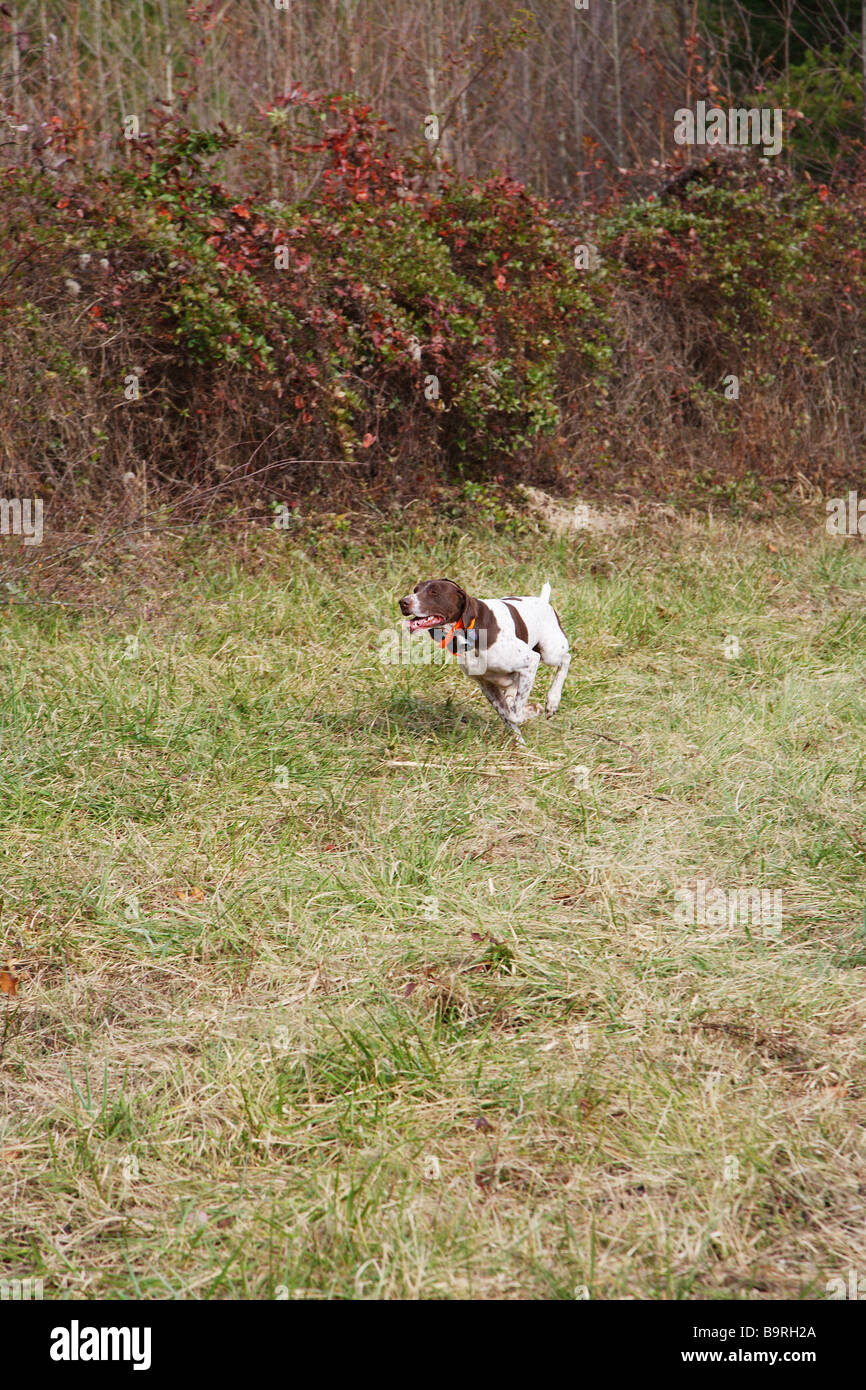 Cane da caccia tedesco pelo corto puntatore lavora su un campo in cerca di selvaggina di penna Foto Stock