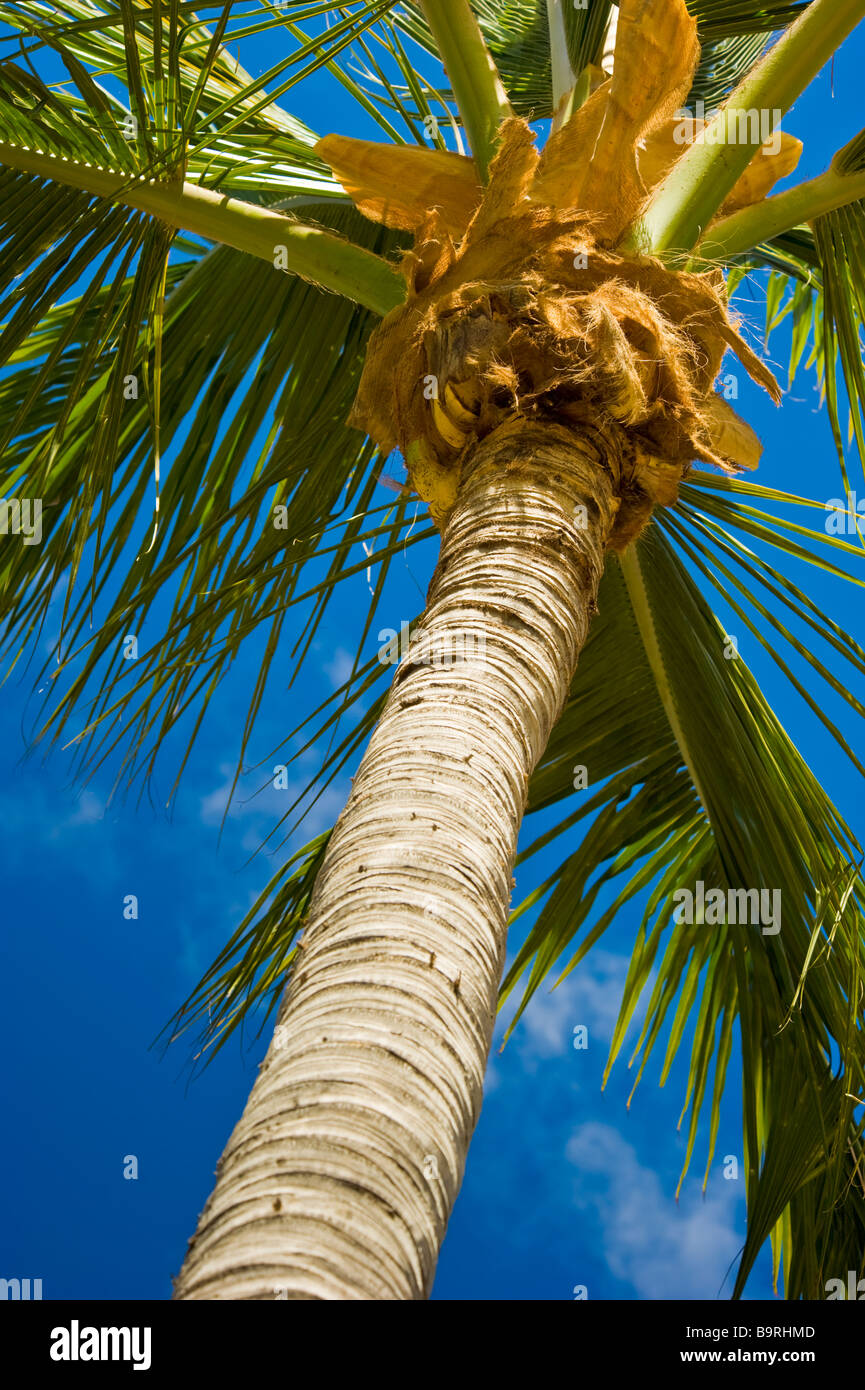 Palm tree contro il cielo blu, La Réunion, Francia | Palme mit Himmel, La Réunion, Francia Foto Stock