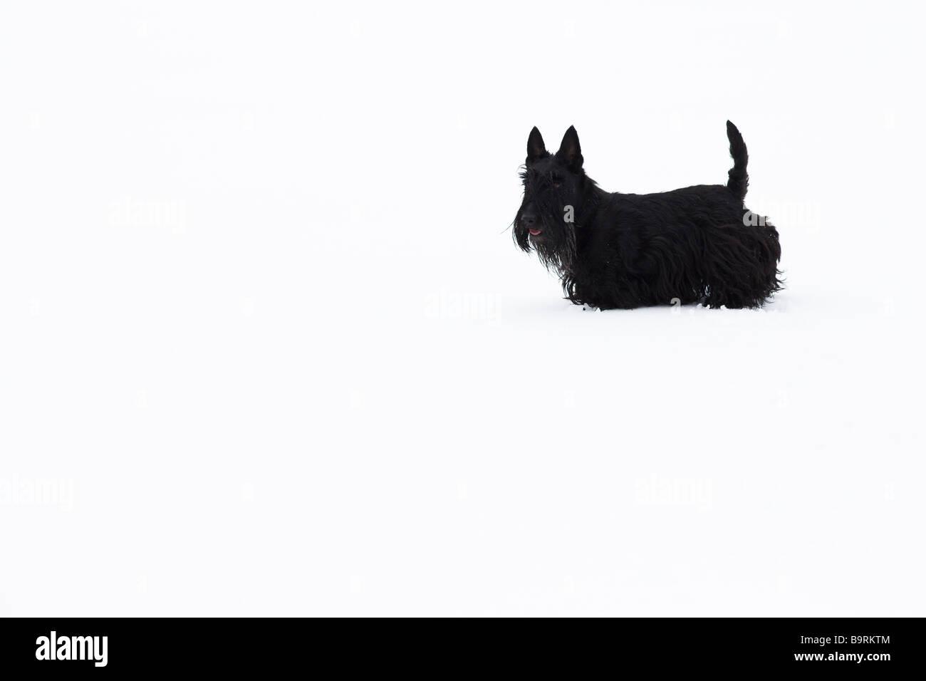 Scottish terrier nella neve Foto Stock