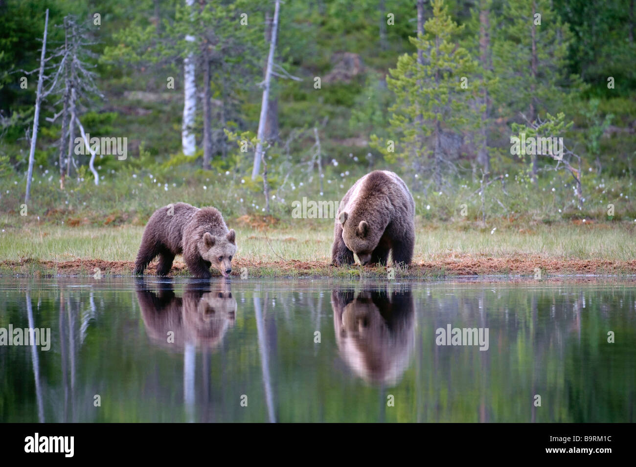 Unione orso bruno Ursus arctos madre e cub bevendo al lago di foresta in Finlandia Foto Stock