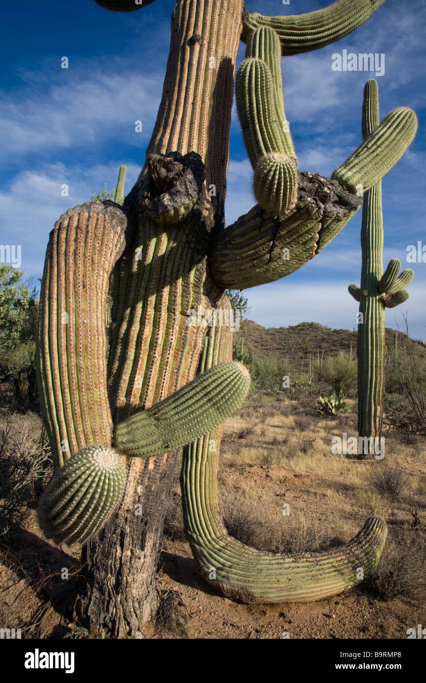 Cactus Saguaro in unità ad ovest del Parco nazionale del Saguaro vicino a Tucson in Arizona Foto Stock