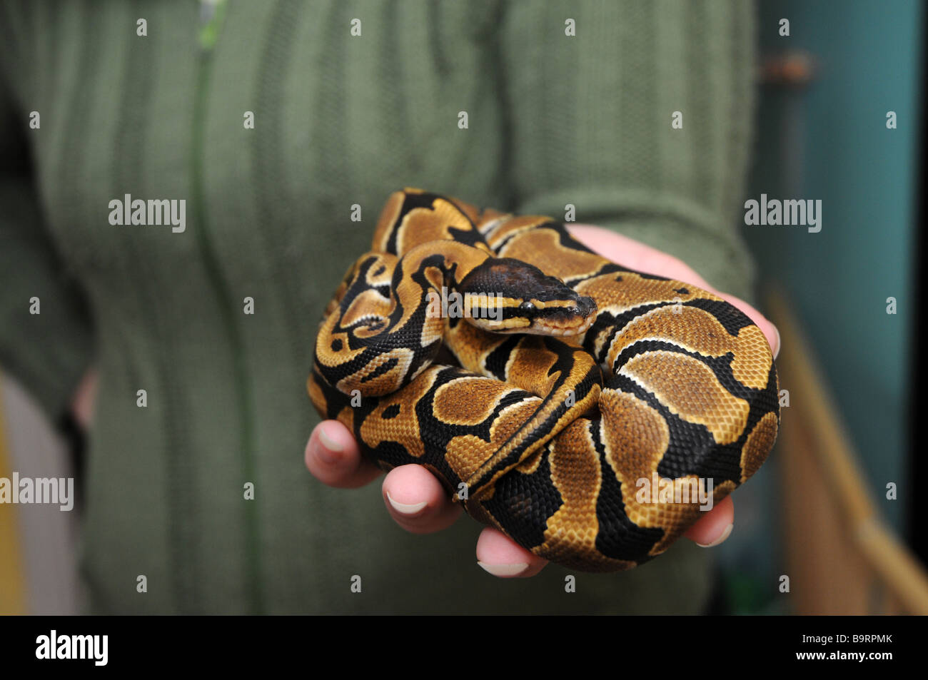 Donna che mantiene royal python snake anche chiamato sfera python. Nome latino: Python regius Foto Stock