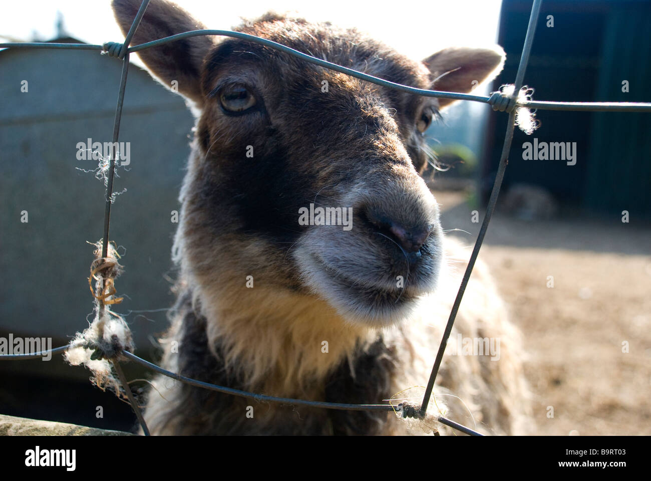 Pecore agnello baa bah cancello di recinzione di sole ciao faccia orecchie naso occhi ponticello lana salsa alla menta galles welsh black Foto Stock