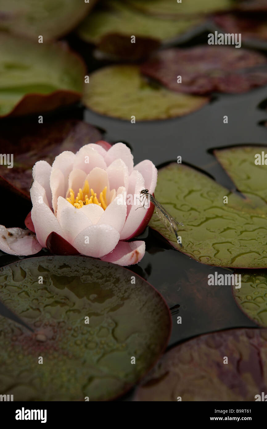 Una fanciulla fly poggia su un giglio pad in un stagno in una casa di campagna inglese Foto Stock