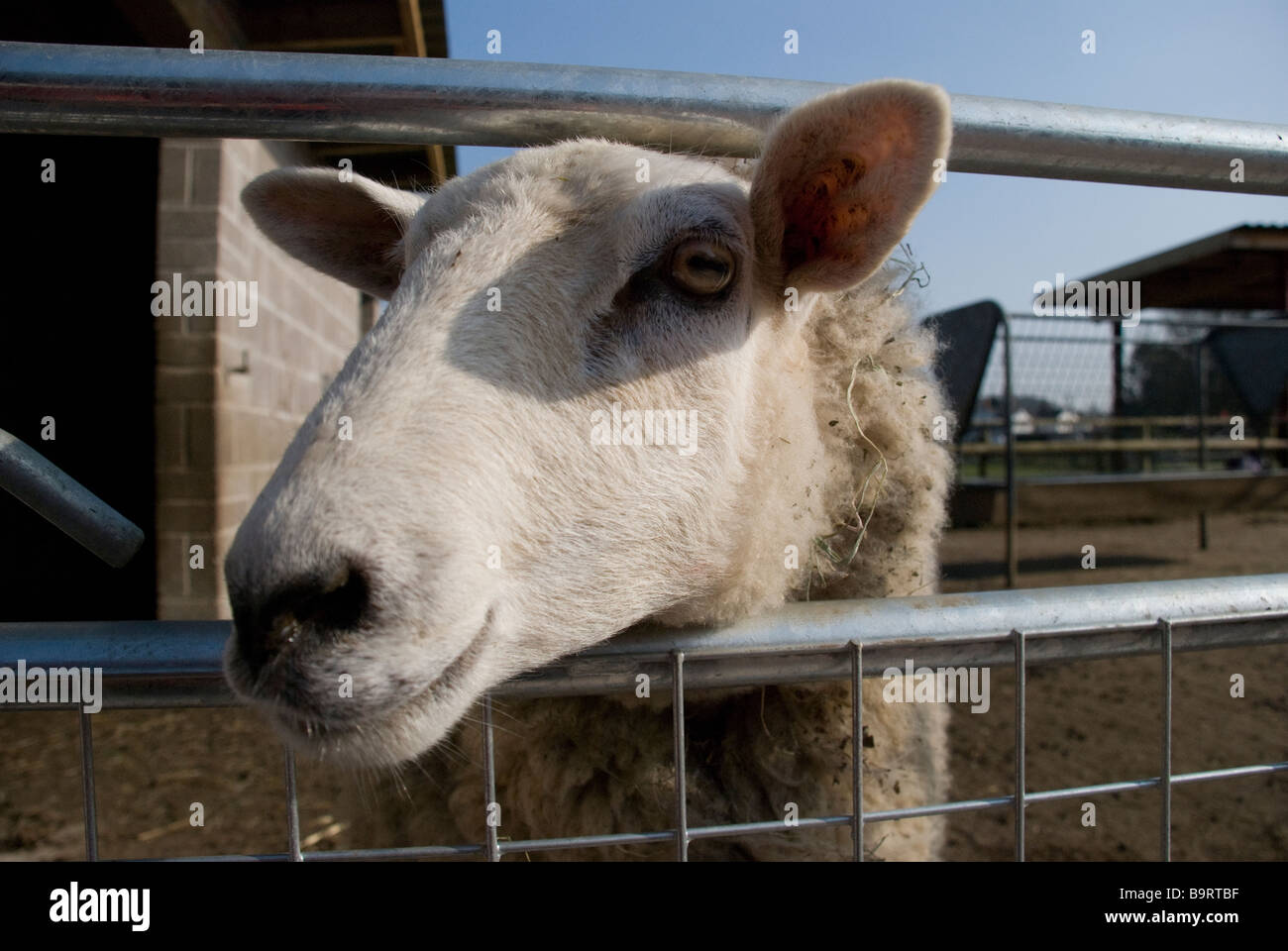 Pecore agnello baa bah cancello di recinzione di sole ciao faccia orecchie naso occhi ponticello lana salsa alla menta galles welsh Foto Stock