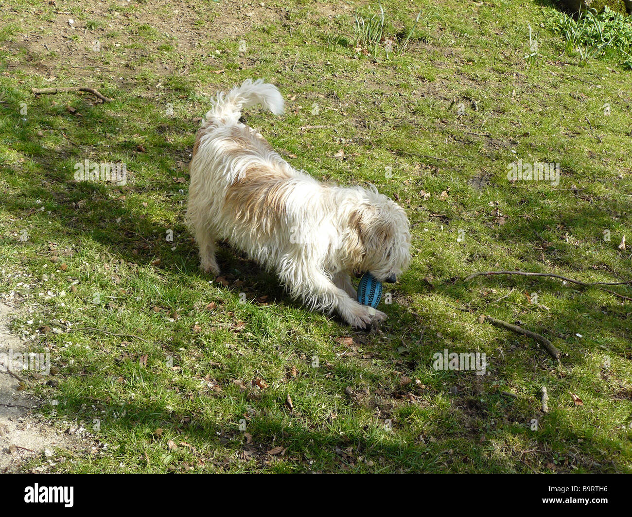 Terrier giocando con il suo giocattolo Foto Stock