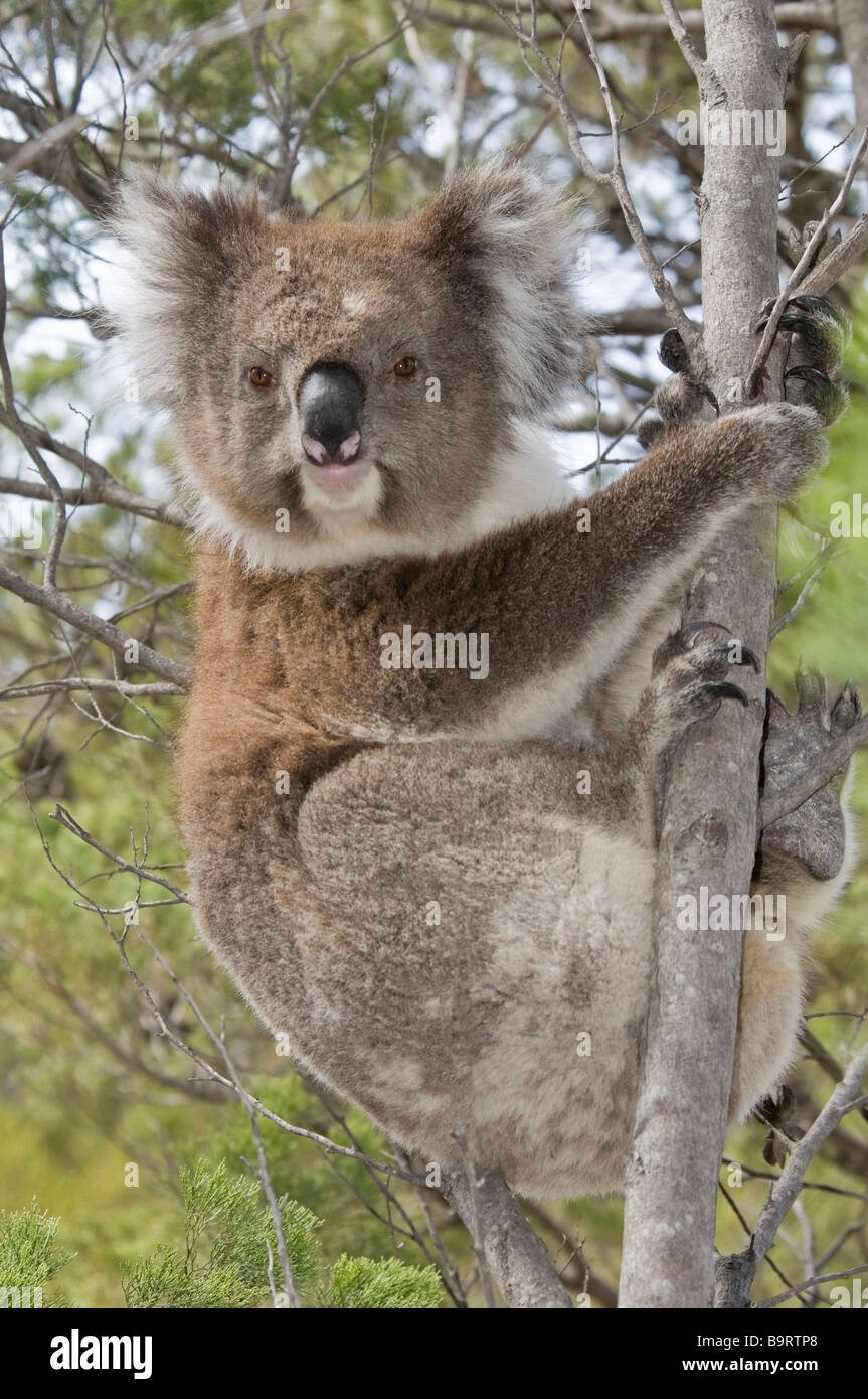 Il Koala 'Phascolarctos cinereus' sul naturale di eucalipti tree Foto Stock