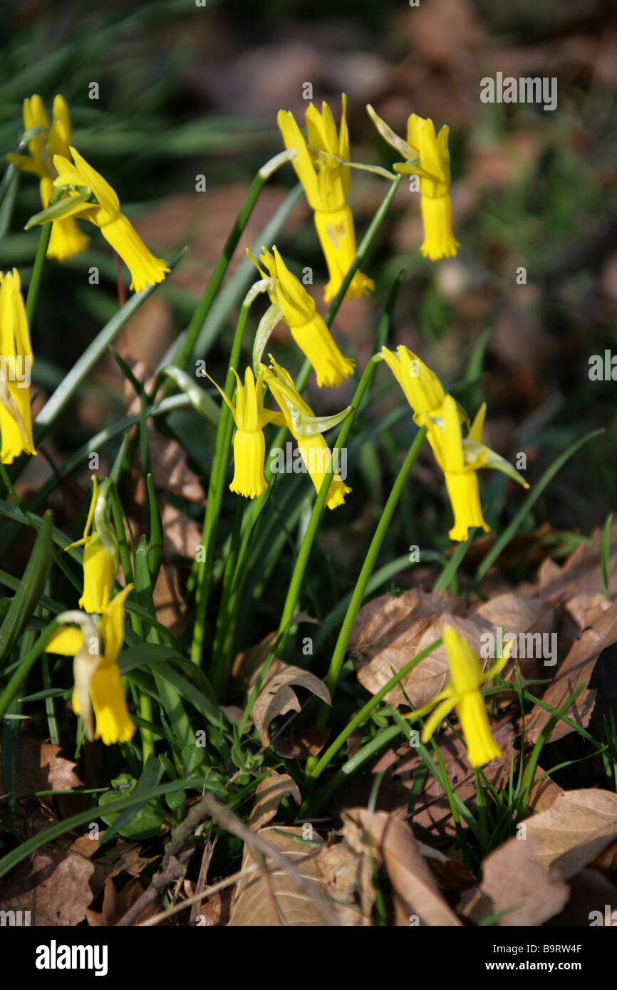Ciclamino a fiore Daffodil, Narcissus cyclamineus, Amaryllidaceae Foto Stock
