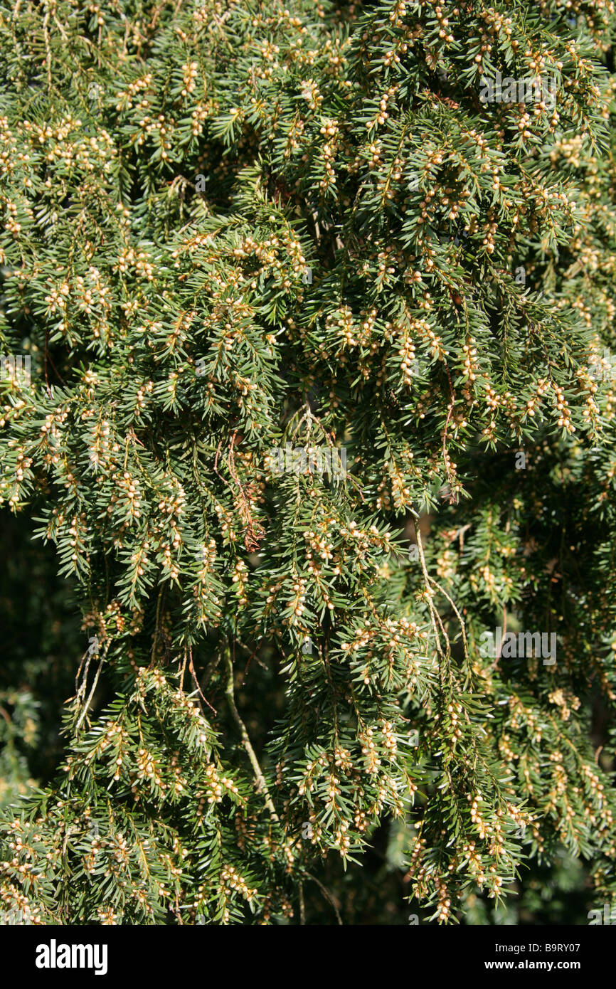 Inglese Yew, Taxus baccata, Taxaceae, Europa Centrale Foto Stock