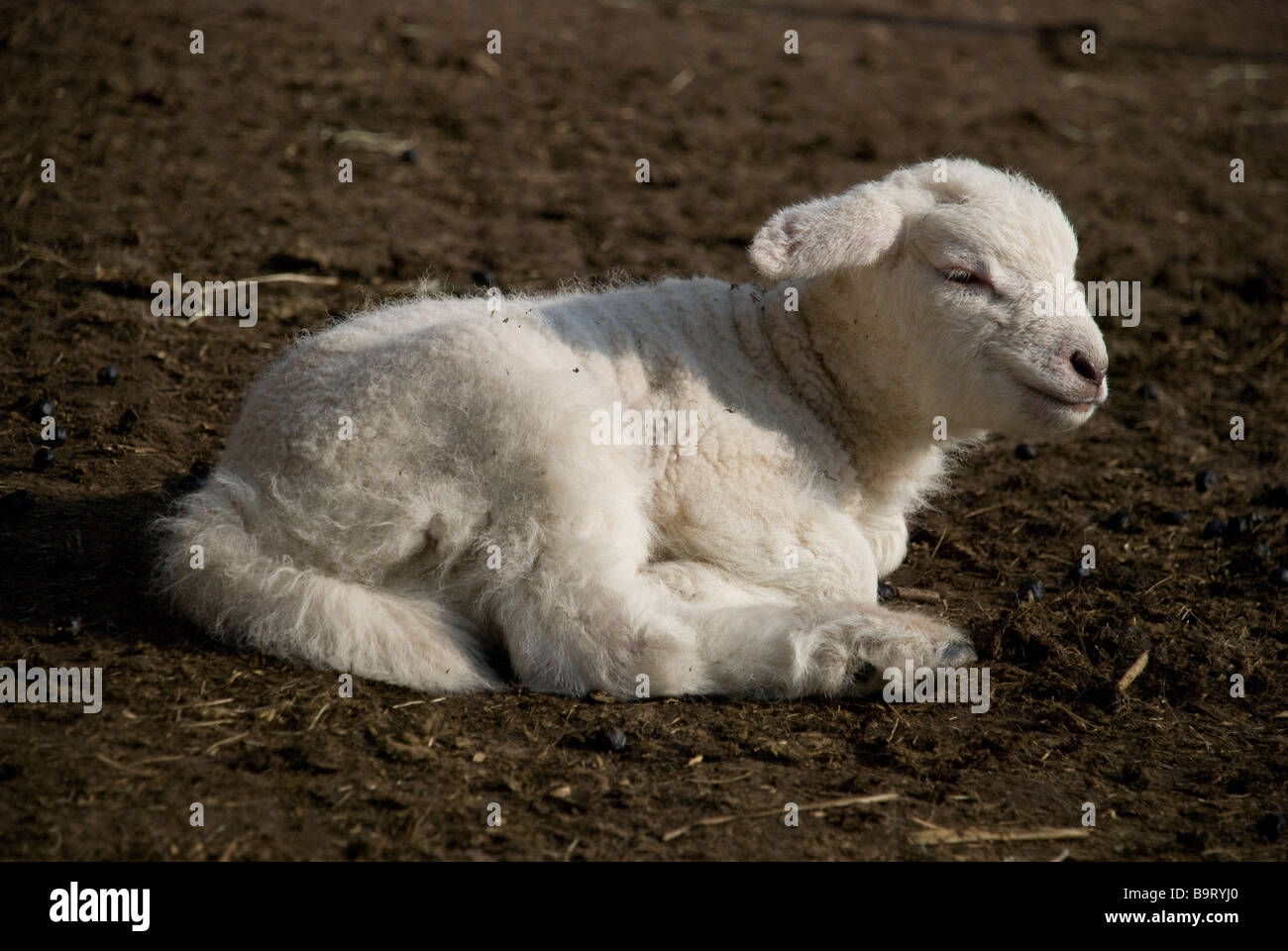 Pecore agnello baa bah cancello di recinzione di sole ciao faccia orecchie naso occhi ponticello lana salsa alla menta galles welsh nuovo nato giovani molla Foto Stock