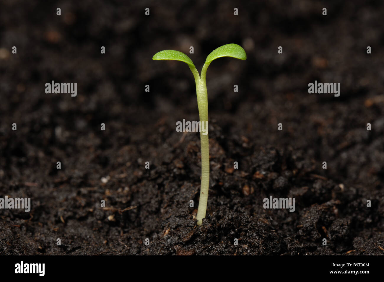 Trifoglio rosso Trifolium pratense piantina impianto cotiledoni solo Foto Stock