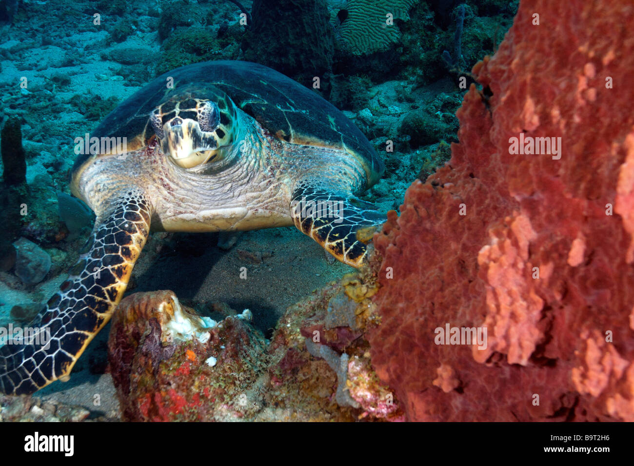 Turlte nel mar dei Caraibi Foto Stock
