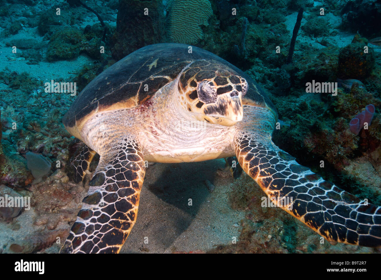 Turlte nel mar dei Caraibi Foto Stock