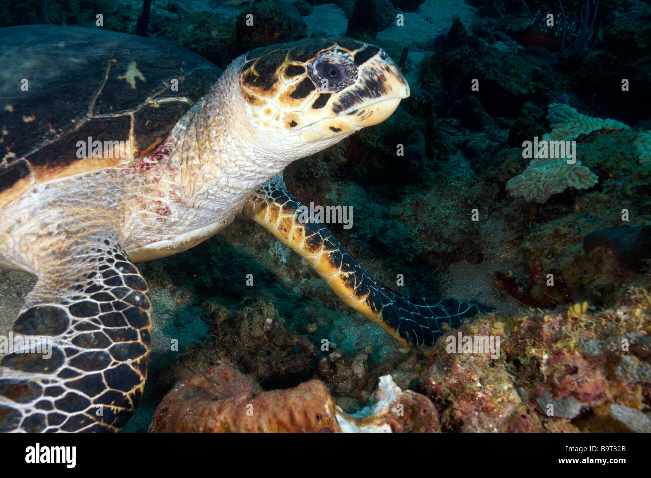 Turlte nel mar dei Caraibi Foto Stock