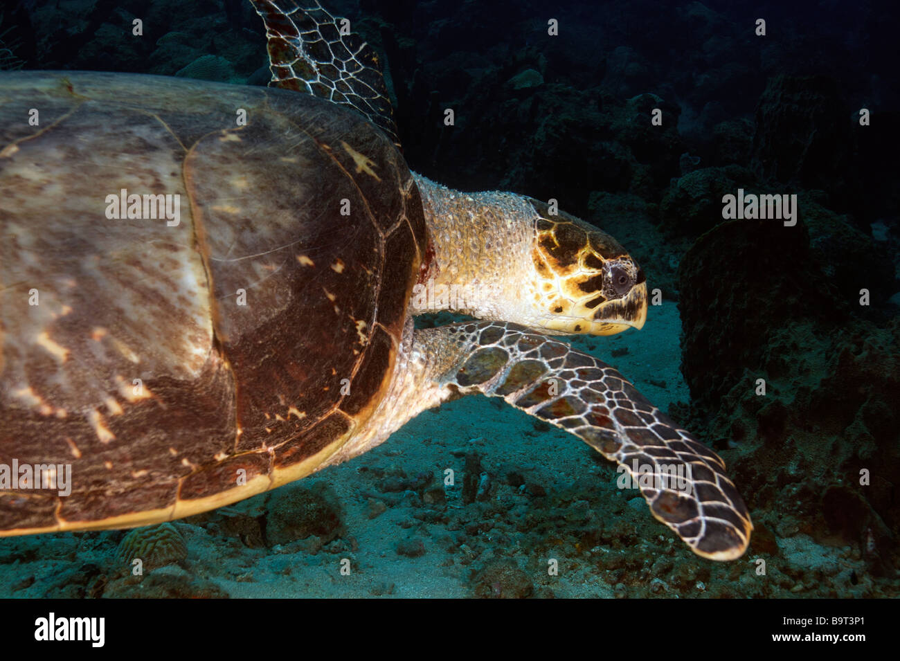 Turlte nel mar dei Caraibi Foto Stock
