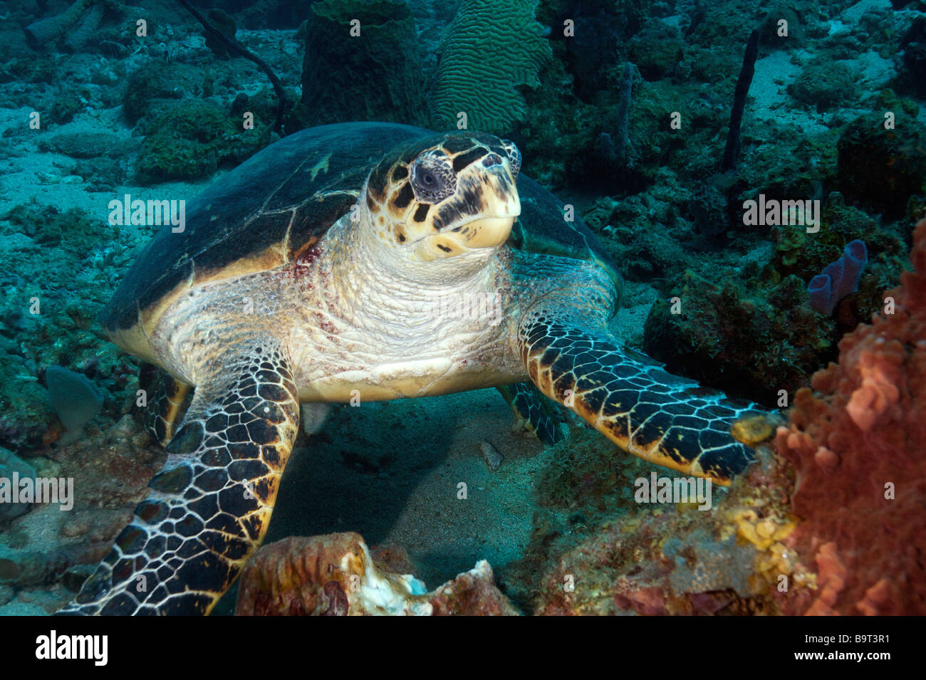Turlte nel mar dei Caraibi Foto Stock