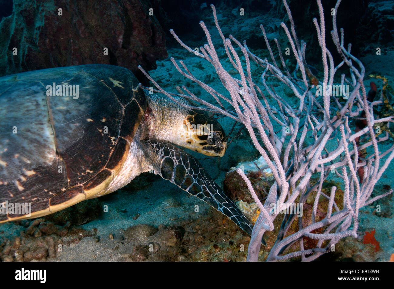 Turlte nel mar dei Caraibi Foto Stock