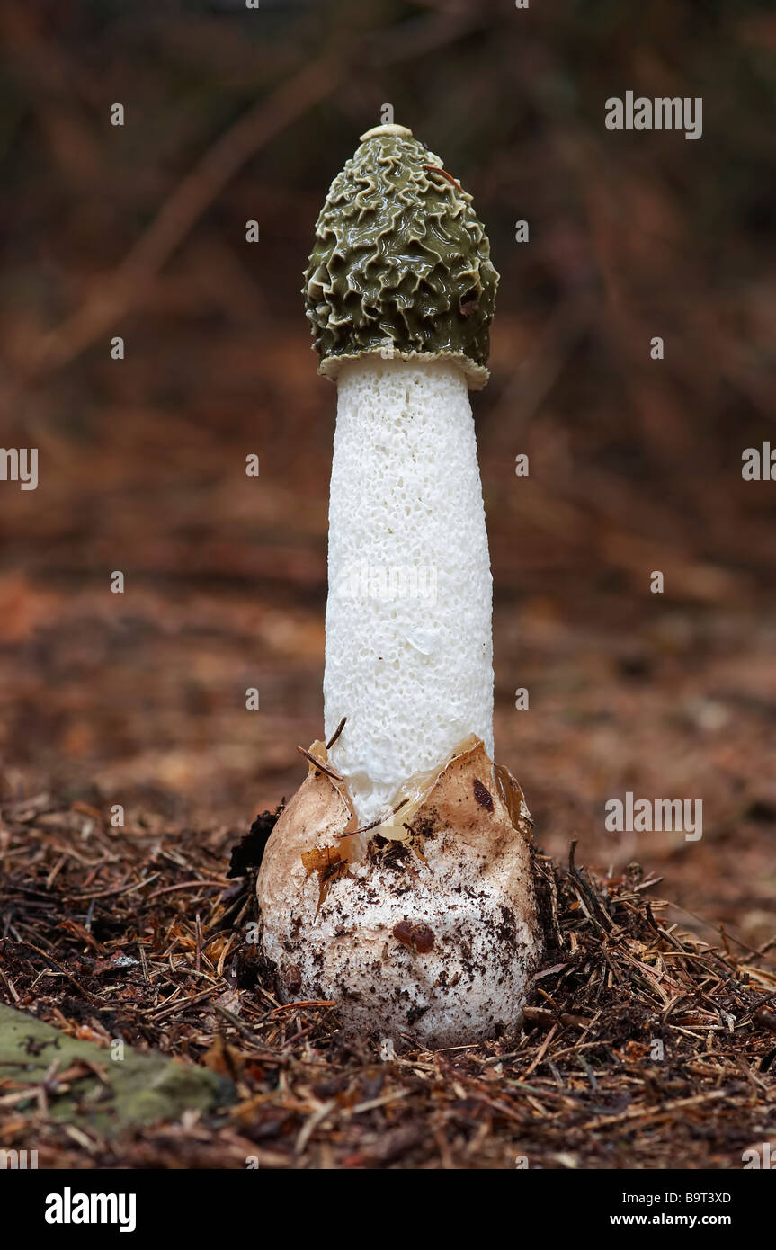 Stinkhorn comune - legno strega Foto Stock