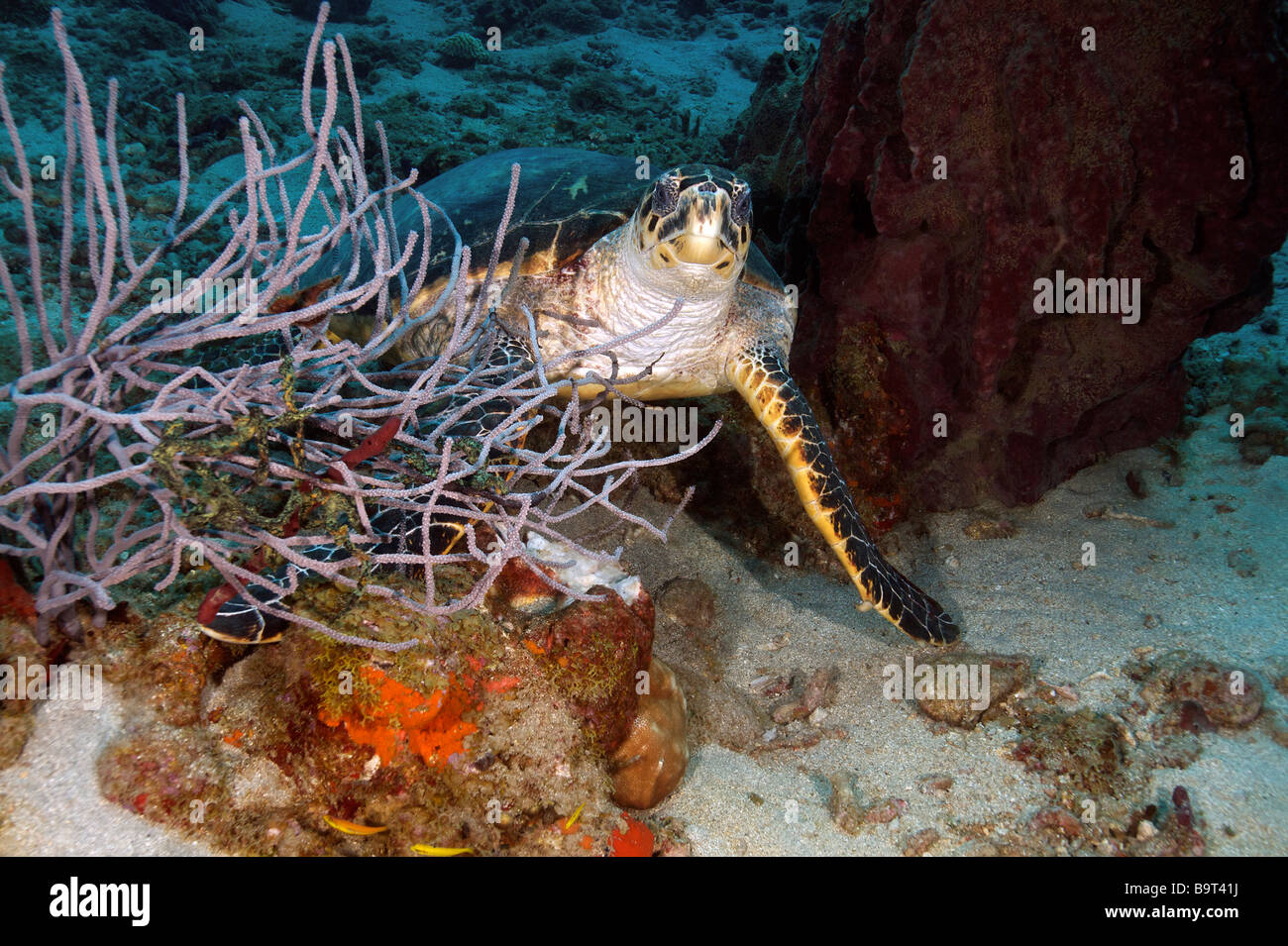 Turlte nel mar dei Caraibi Foto Stock