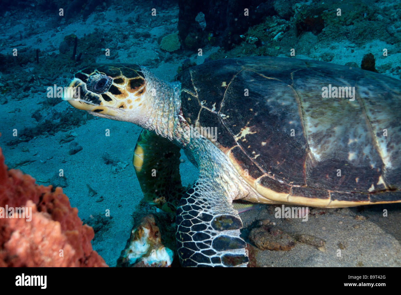 Turlte nel mar dei Caraibi Foto Stock