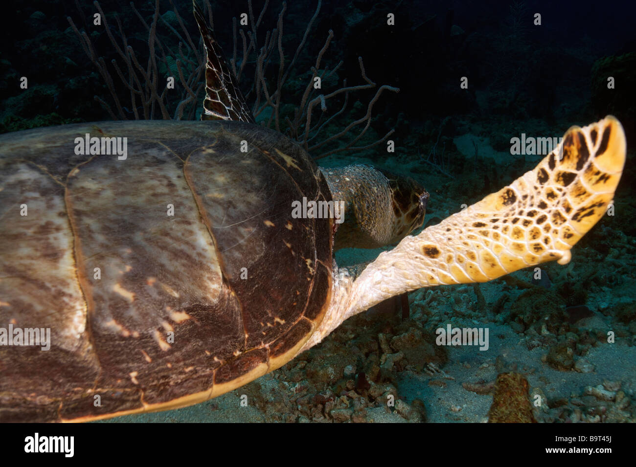 Turlte nel mar dei Caraibi Foto Stock