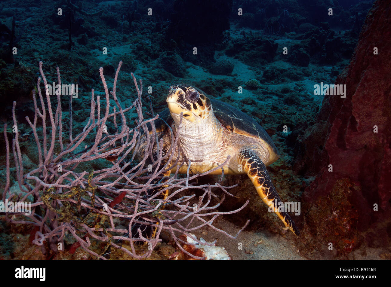 Turlte nel mar dei Caraibi Foto Stock