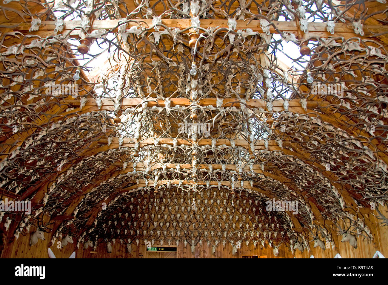 2,435 Stags i palchi e testine montate adornano la sala da ballo del Mar Lodge Cairngorms National Park Braemar Aberdeenshire SCO 2208 Foto Stock