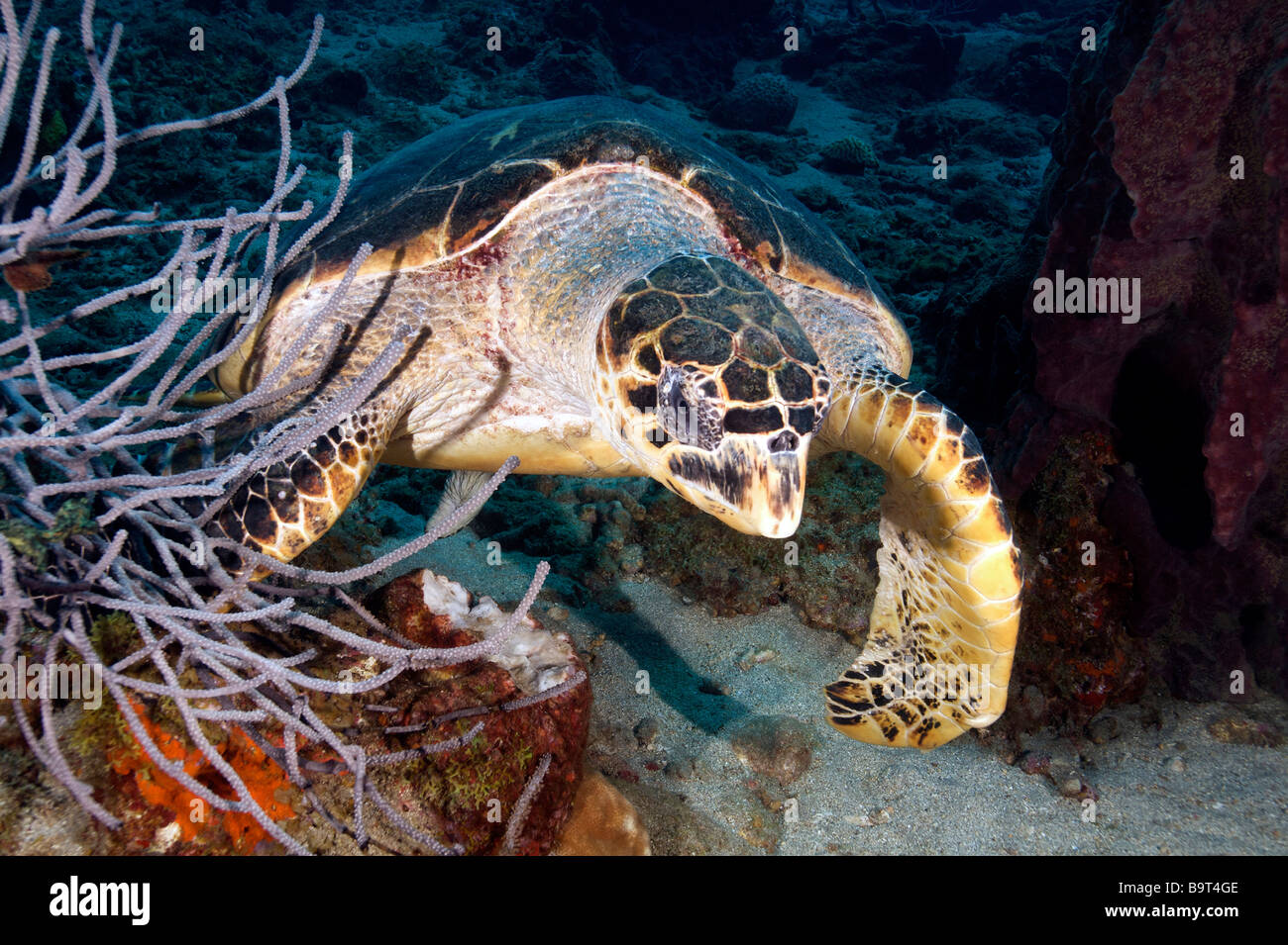 Turlte nel mar dei Caraibi Foto Stock