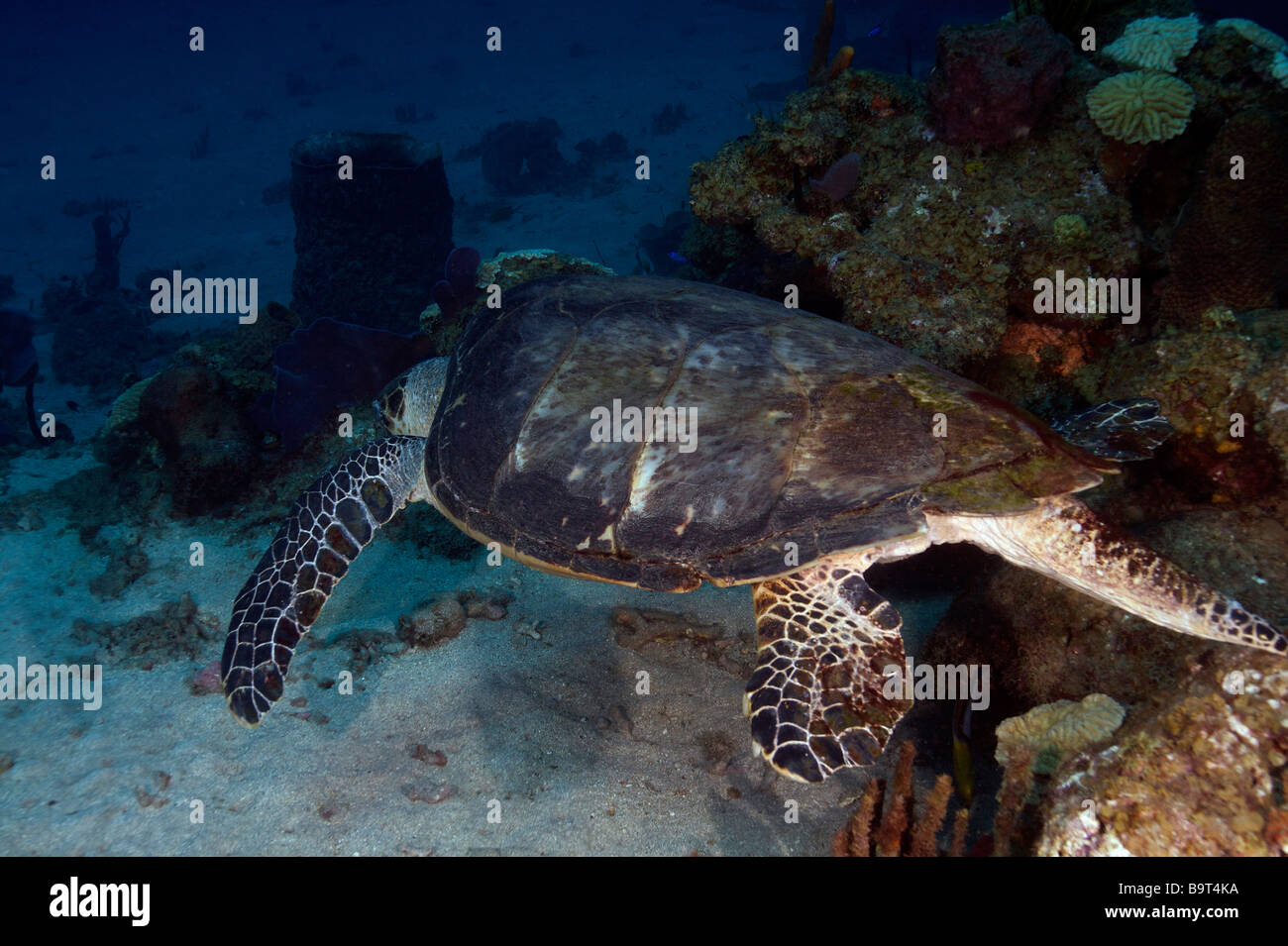 Turlte nel mar dei Caraibi Foto Stock