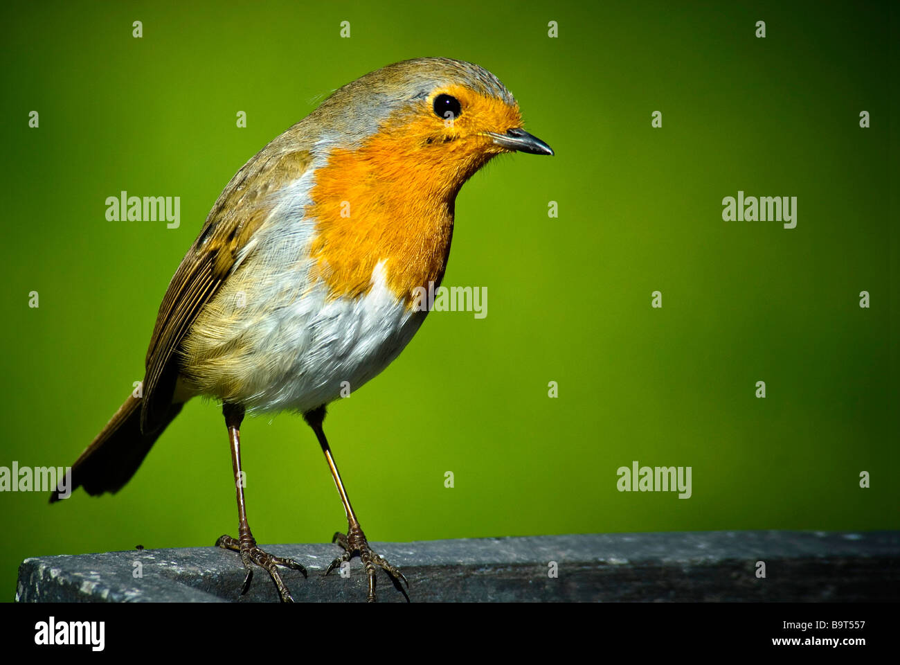 Un pettirosso maschio Foto Stock