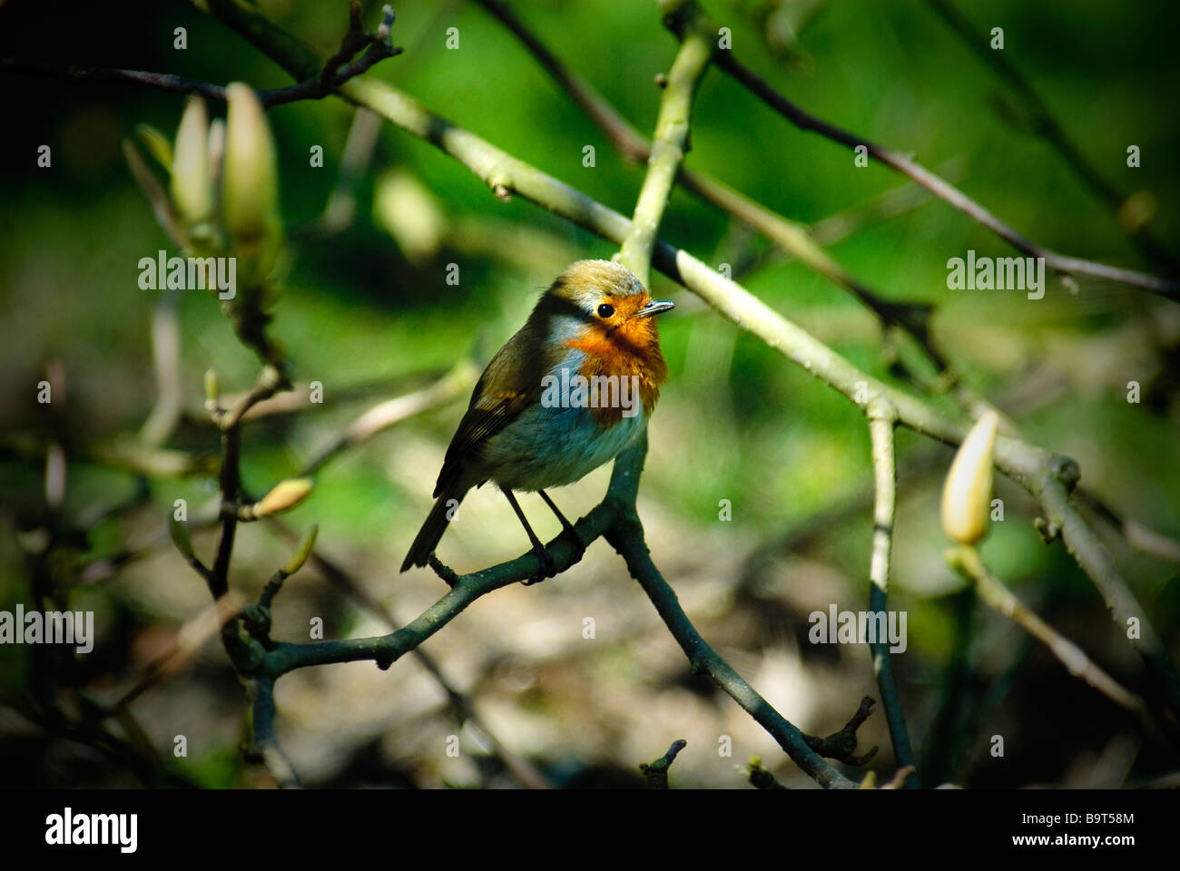 Un pettirosso maschio Foto Stock