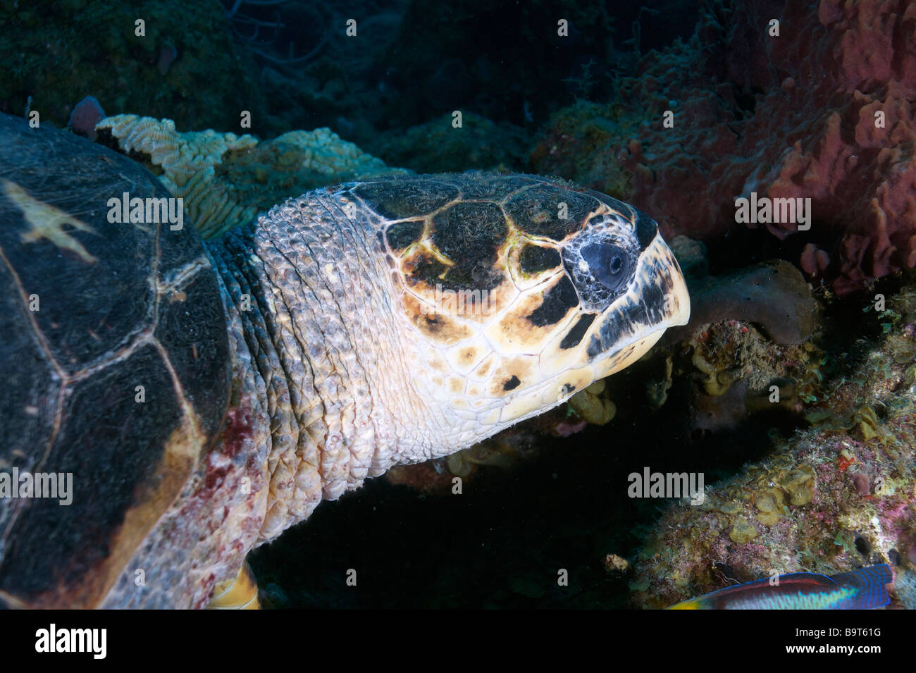 Turlte nel mar dei Caraibi Foto Stock