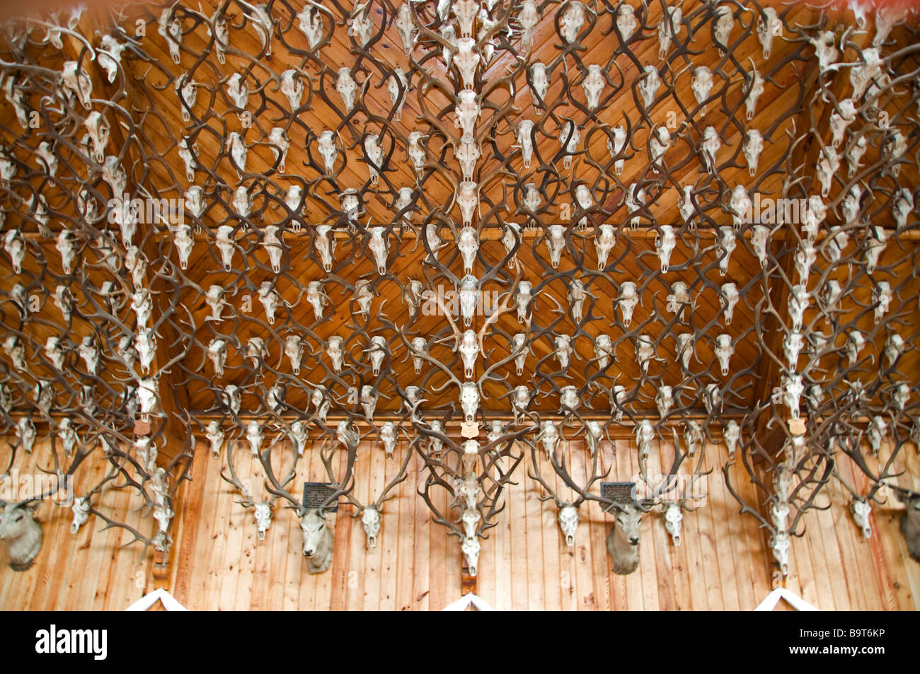2,435 Stags i palchi e testine montate adornano la sala da ballo del Mar Lodge Cairngorms National Park Braemar Aberdeenshire SCO 2208 Foto Stock