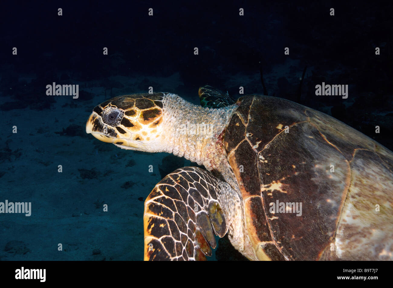 Turlte nel mar dei Caraibi Foto Stock