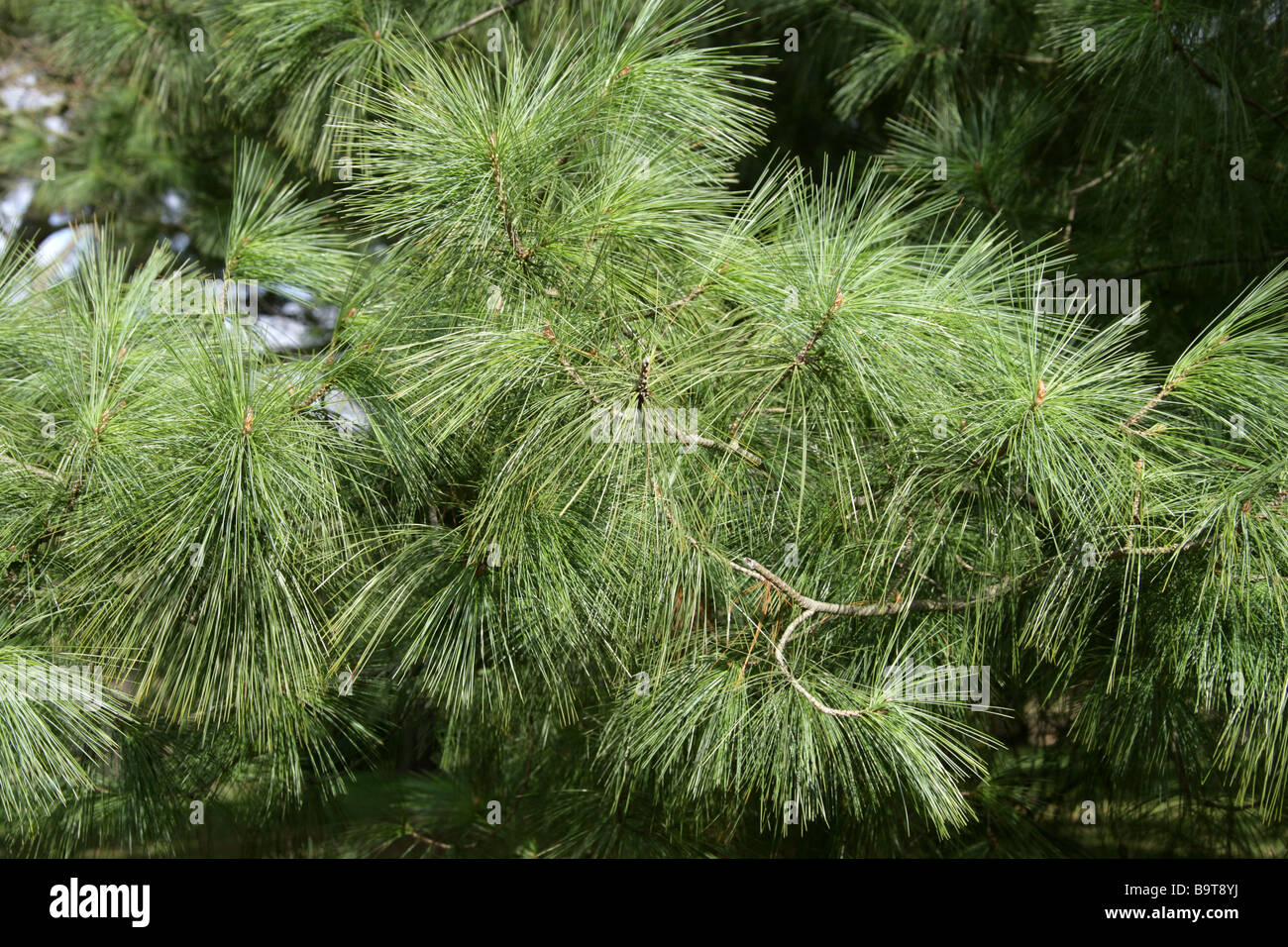 Messicano di pino bianco, Pinus ayacahuite, Pinaceae, Messico Foto Stock