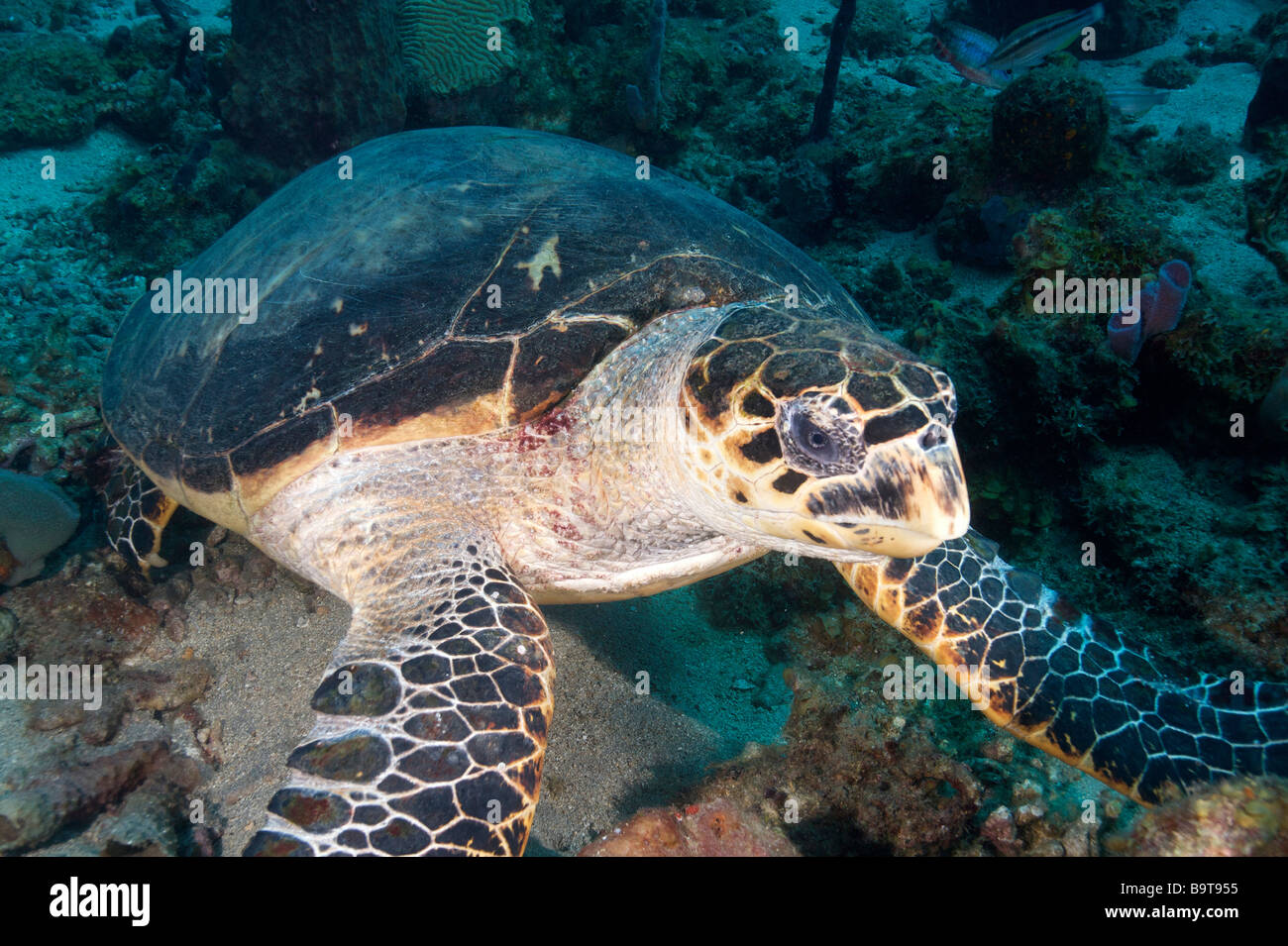 Turlte nel mar dei Caraibi Foto Stock