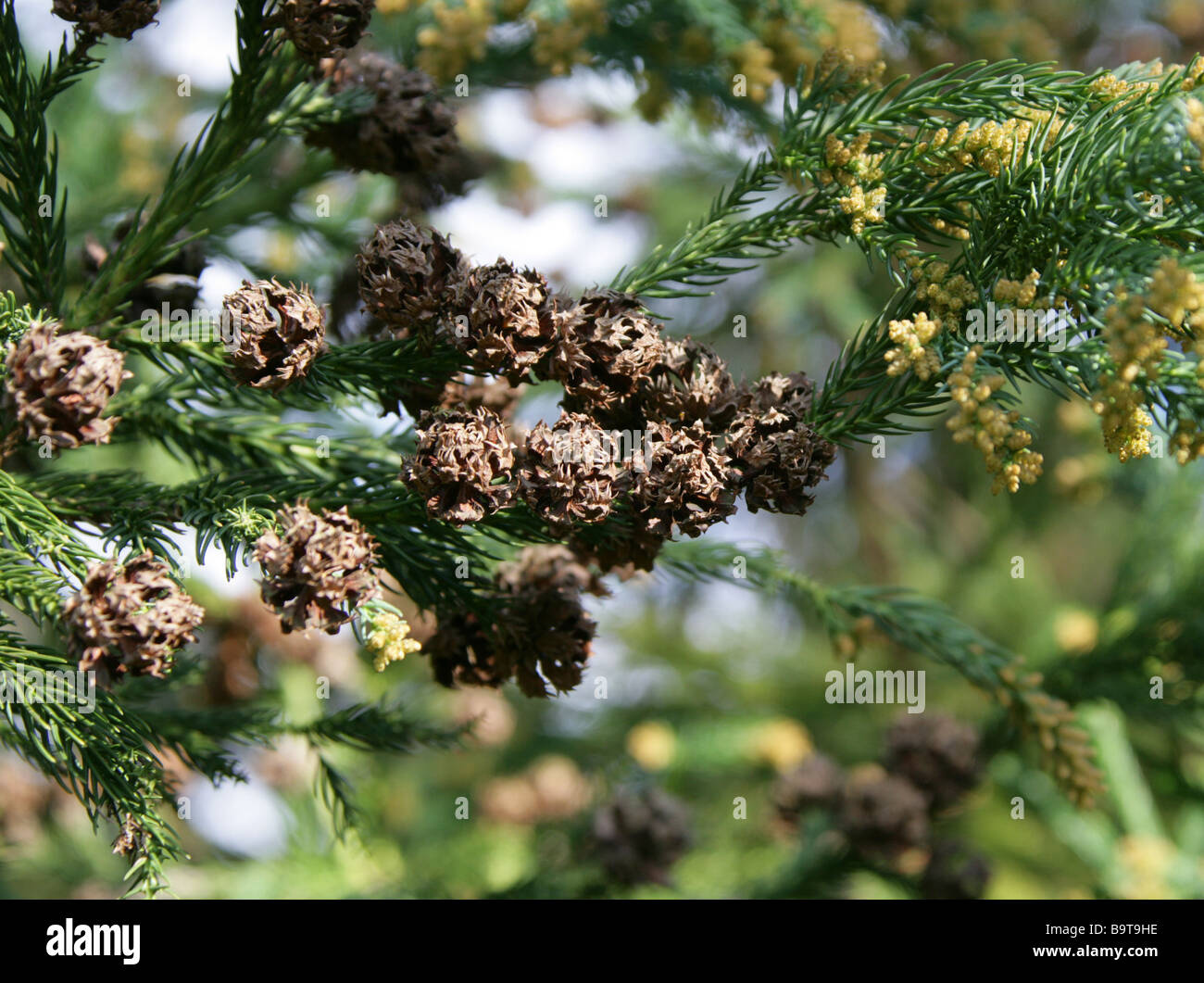Cedro giapponese, Cryptomeria japonica, Cupressaceae, Giappone Foto Stock