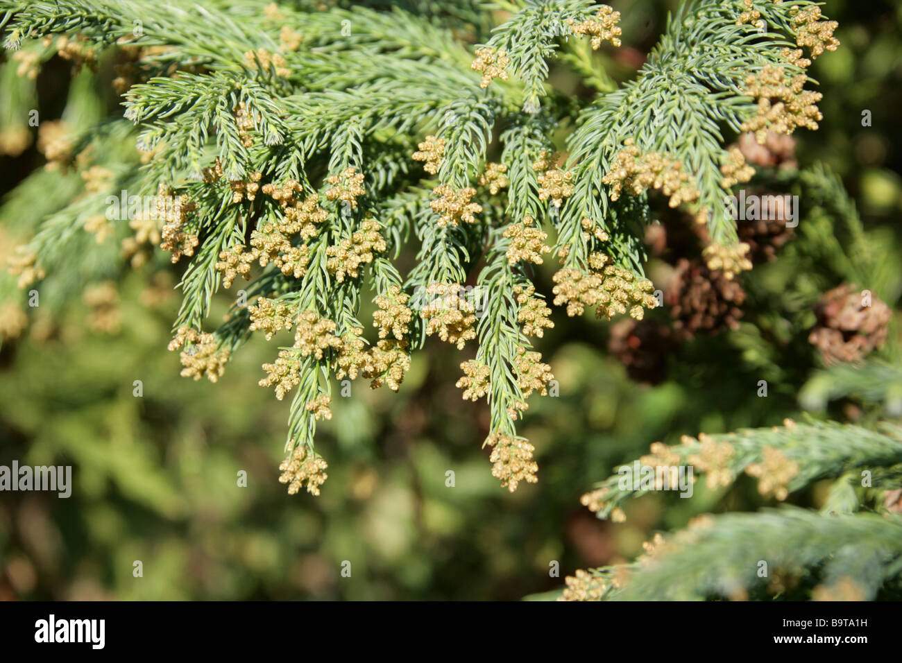 Cedro giapponese, Cryptomeria japonica, Cupressaceae , Giappone Foto Stock