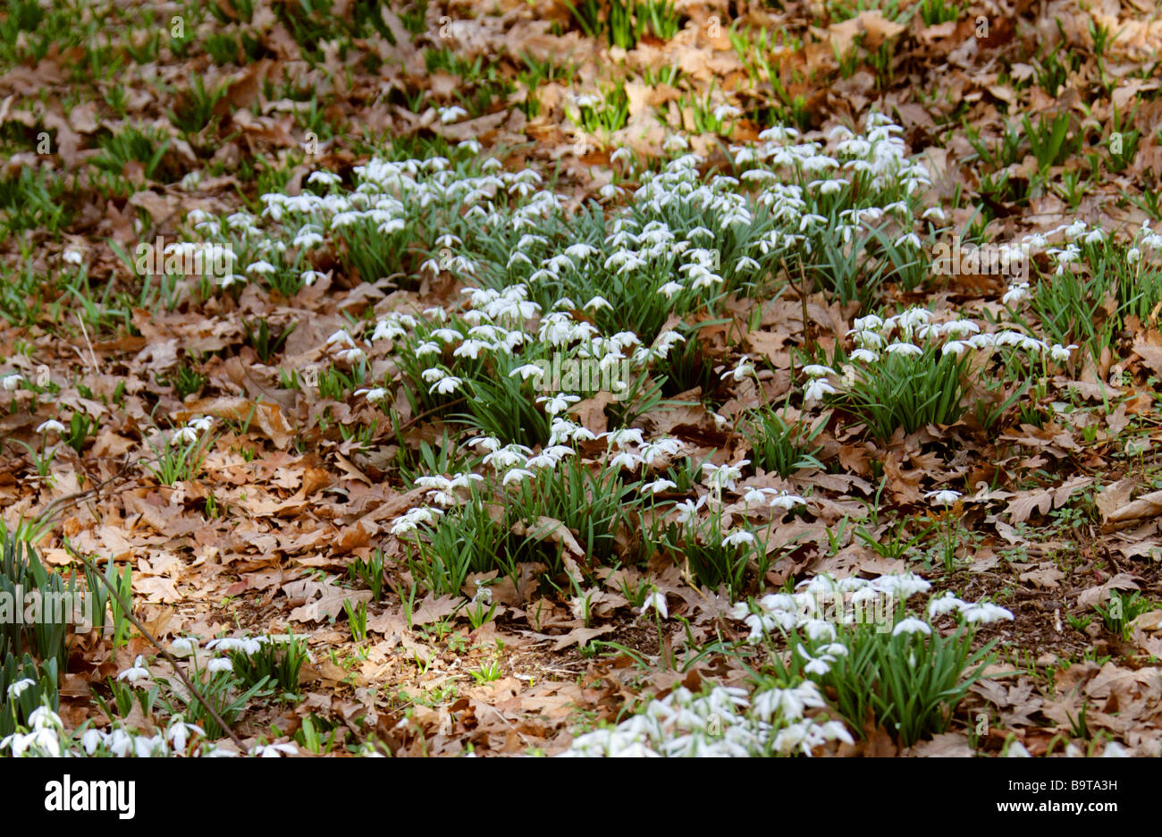 Snowdrop, Galanthus nivalis, Amaryllidaceae.UK Foto Stock