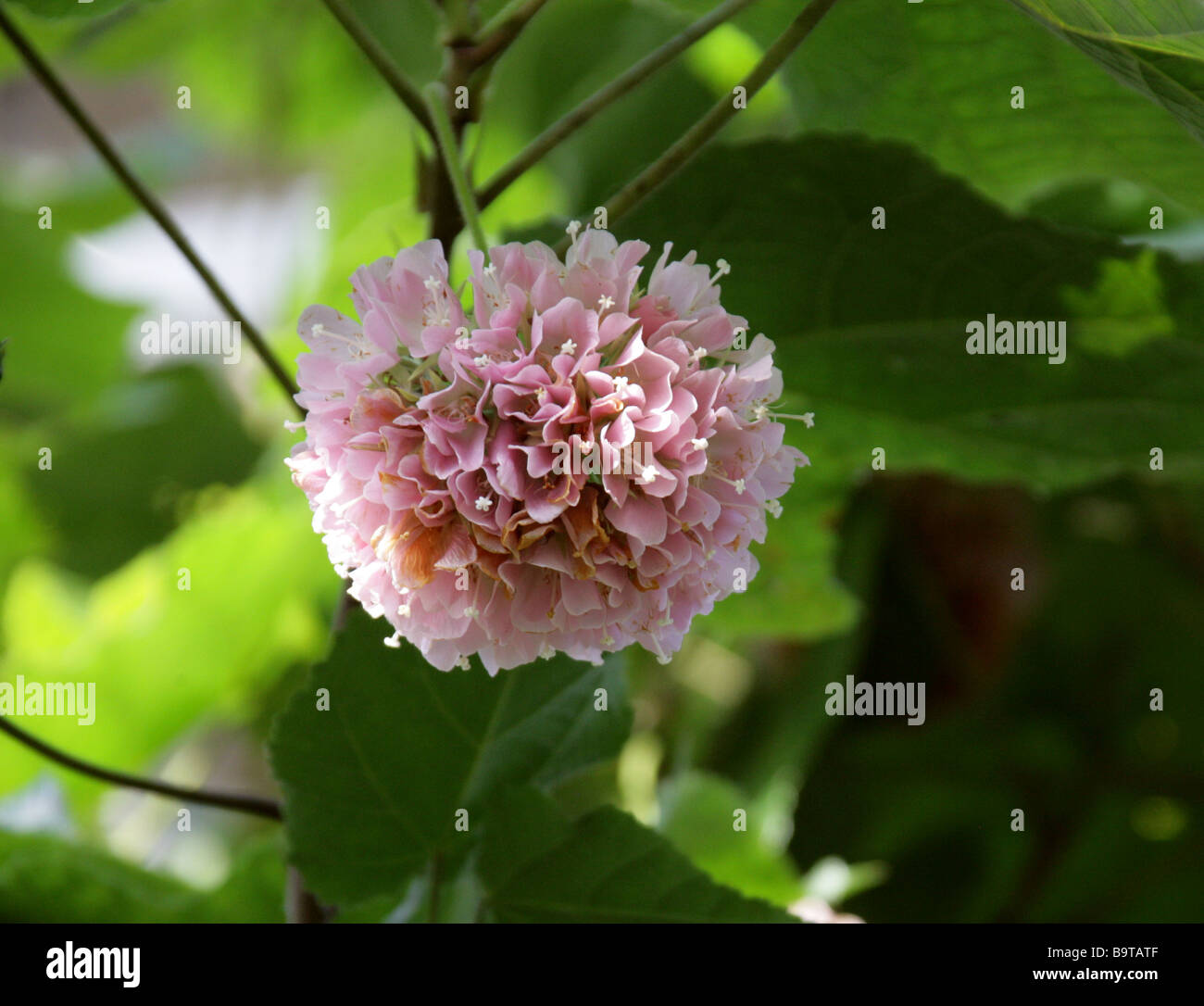 Rosa Snowball, Dombeya cayeuxii, sottofamiglia Malvaceae Dombeyoideae, precedentemente classificato in Sterculiaceae, Africa Foto Stock