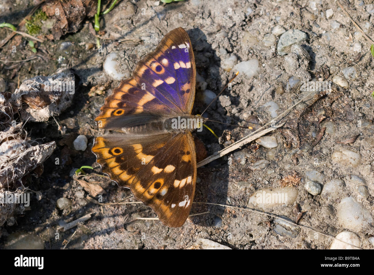 Imperatore Viola minore (Apatura ilia) Austria settembre 2005 Foto Stock