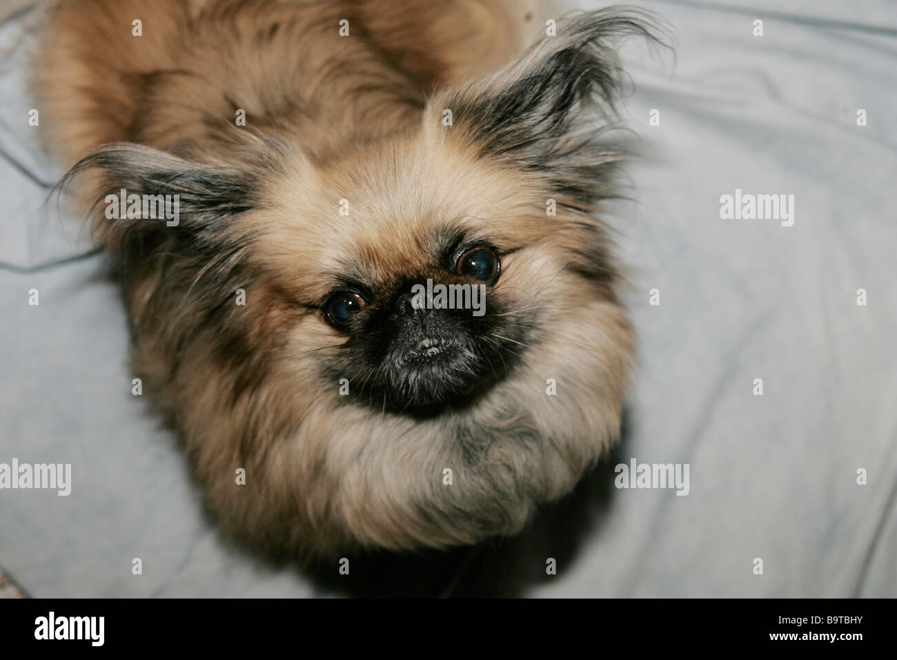 Thed adorabile volto di una razza Pekingese tipo di cane Foto Stock