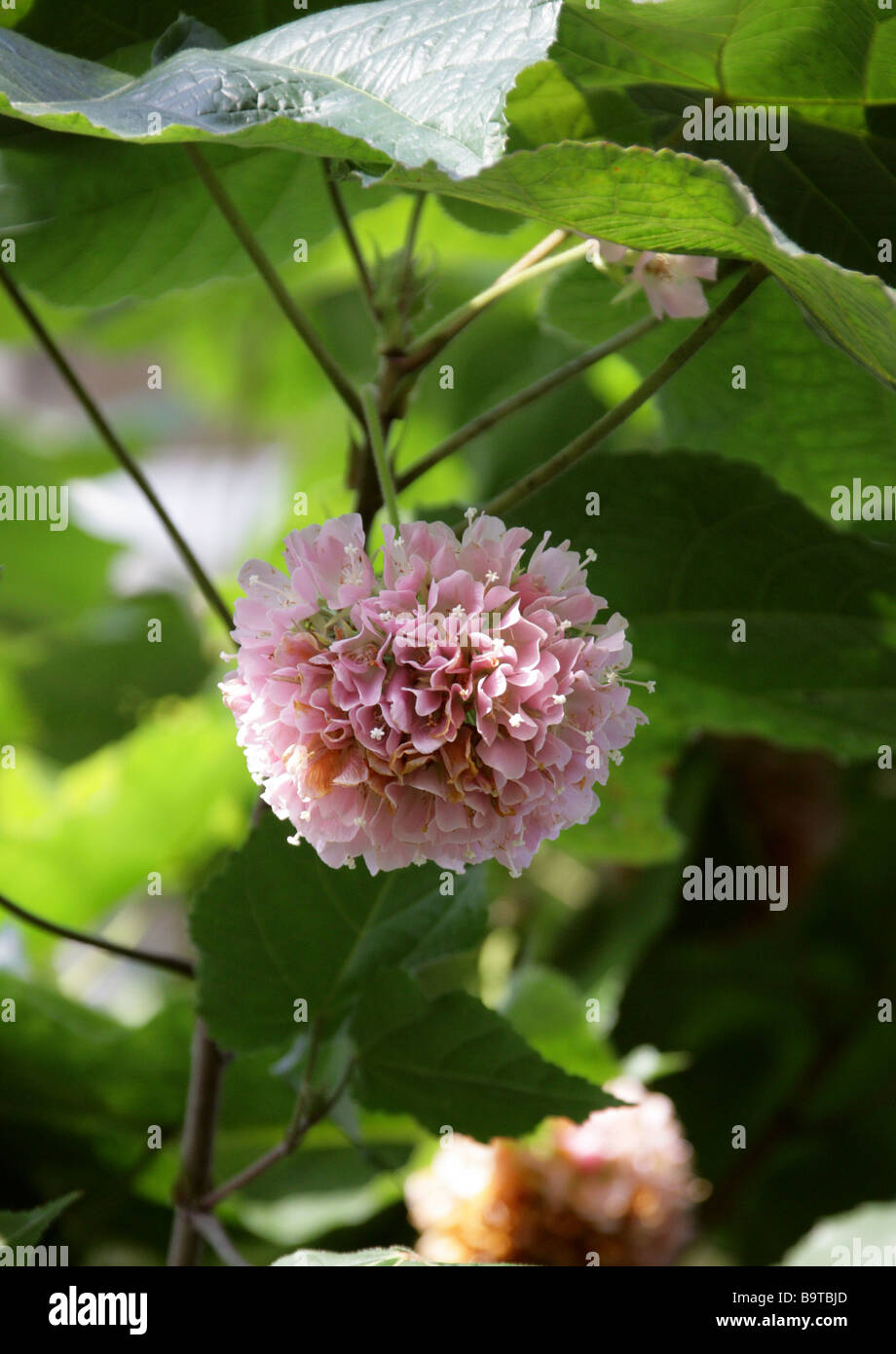 Rosa Snowball, Dombeya cayeuxii, sottofamiglia Malvaceae Dombeyoideae, precedentemente classificato in Sterculiaceae, Africa Foto Stock